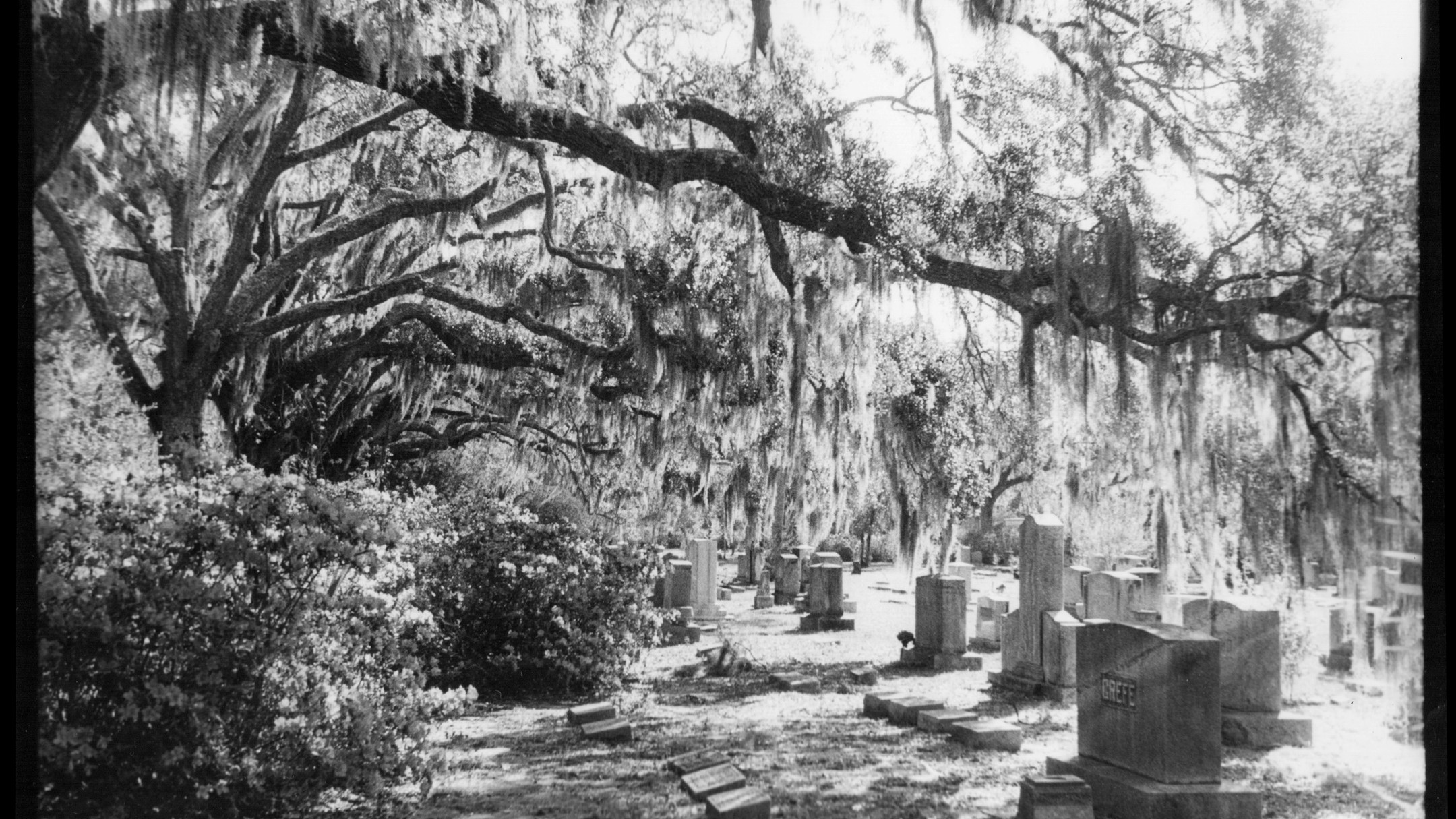 Gelatin silver print & archival digital print of Bonaventure Cemetery. #savannah #bonaventurecemetery #gelatinsilverprint #dslrphotography #georgia