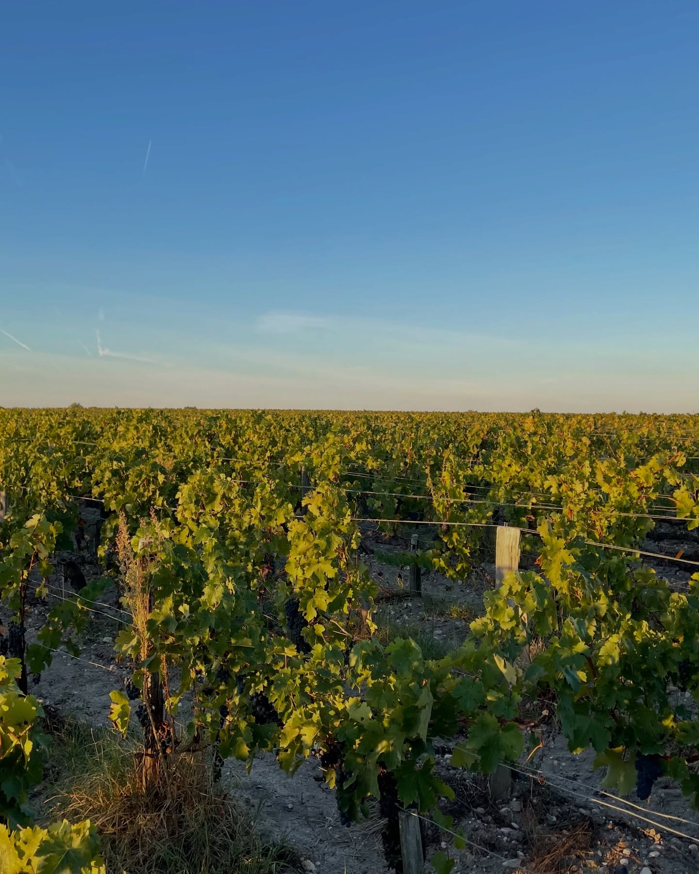Tra filari che si perdono all’orizzonte, ogni dettaglio racconta una storia.
Luce, terra e tempo: l’essenza di ciò che selezioniamo 🍇