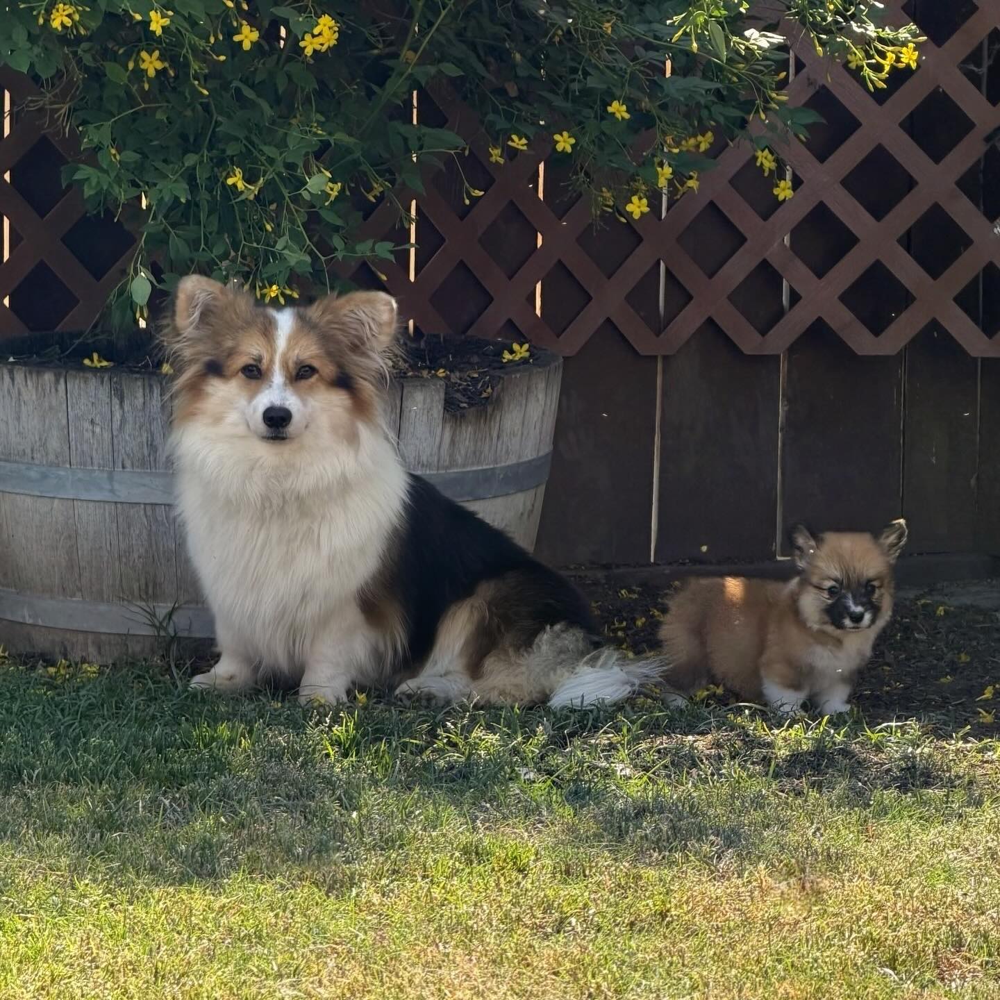 Nori loves the puppies. She moms them even though they aren’t hers. She is going to make an adorable momma when she’s ready to breed. Hopefully in the fall!
•
•
#corgi #fluffy #puppy #corgismile #corgisofinstagram