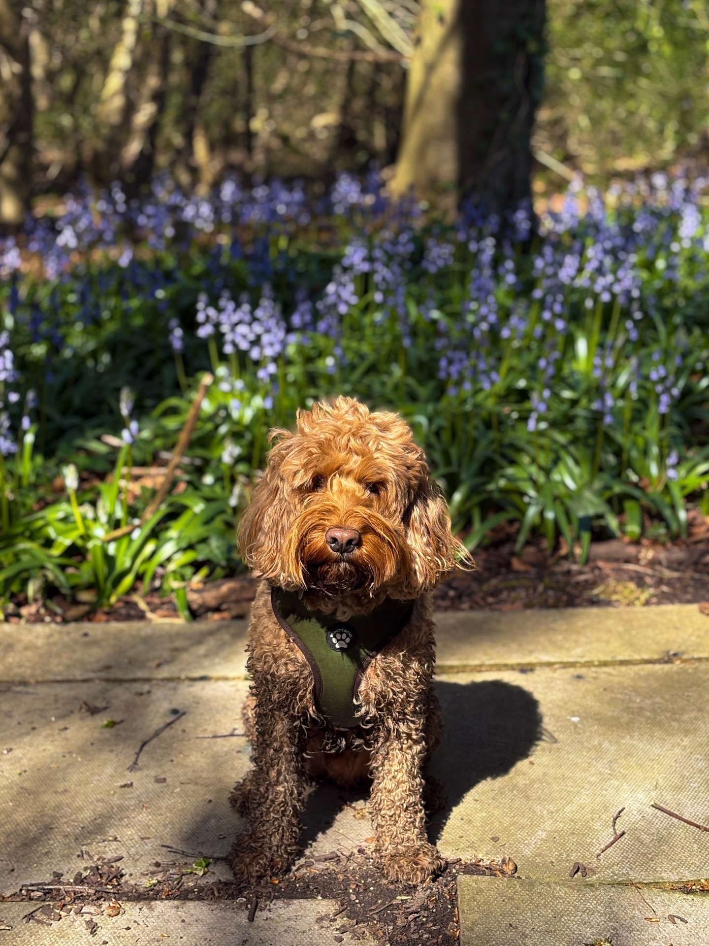 Bluebell season 🪻🪻
Oakley had some fun in the mud before I spotted some stunning bluebells, Oakley insisted on a pic - being the model that he is 😌 paid in treats of course 🦴