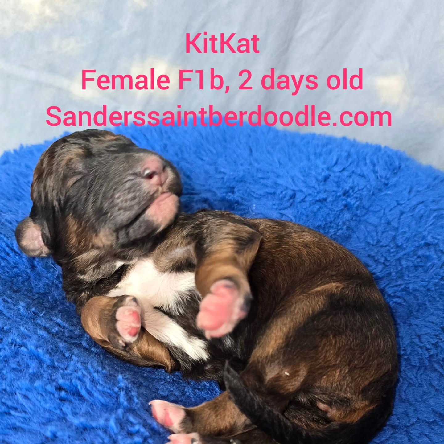 Available kitKat
Female F1b, 2 days old
BW 1
#sanders_saint_berdoodle #red #stberdoodle #puppy #redhead