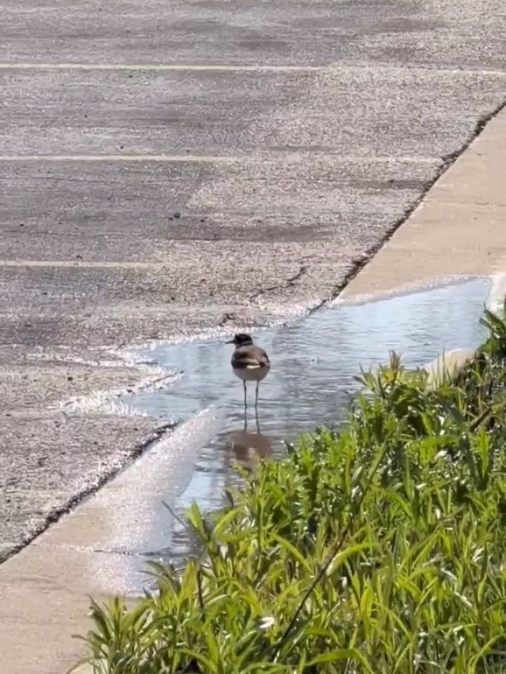 Monday Moment of Zen. Oakton's Naturalist Amanda Krause captured two killdeer mating on our VERY QUIET Des Plaines campus that is closed today due to flood waters. Slide two is what comes next!