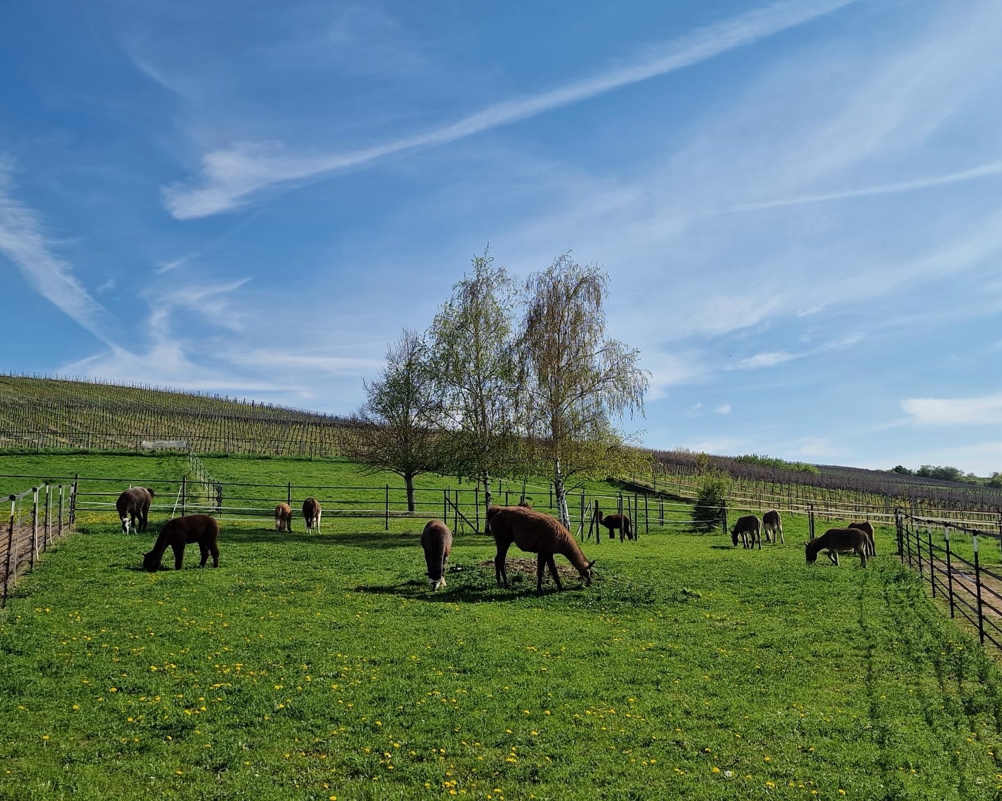 ☀️
Juhuuuu,
heute durften wir mal für ein Weilchen auf die große Weide 🥰
Das ist unsere Yogaweide🪷
Am 07. Mai geht es wieder los mit den Kursen 🙏 mit der lieben @simone_happy_yoga_flow 🤗
Wir freuen uns schon sehr darauf!
Schaut mal auf unserer Homepage in „Bevorstehende Touren“, da können auch die Termine für „Yoga mit Alpakas und Lamas auf der Wiese“ gebucht werden!
Liebe Grüße und 🙏Namaste,
🫏🦙 die Jungs
#lamas #alpakas #yoga #frühling #yogaaufderwiese🦙