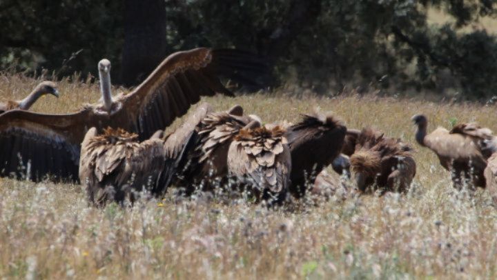 🇪🇸 Los buitres desempeñan una función ecológica clave como especies necrófagas especializadas.
Su capacidad para localizar y consumir cadáveres en poco tiempo acelera la eliminación de materia orgánica, reduce la propagación de patógenos y contribuye al equilibrio sanitario del medio natural.
Esta relación está íntimamente ligada a la ganadería extensiva, fundamental para conservar muchos de los ecosistemas mediterráneos de la Península Ibérica.
El manejo tradicional del ganado no solo mantiene paisajes abiertos y favorece la biodiversidad, sino que también sostiene una red ecológica de la que dependen especies como los buitres.
Además, gracias a su sistema digestivo, estas aves son capaces de neutralizar bacterias y toxinas que resultarían peligrosas para muchas otras especies.
Observar una carroñada activa, como esta de hoy en Sierra Morena de Jaén con una oveja muerta, es asistir a uno de los procesos naturales más eficientes y necesarios de nuestros campos.
www.lyncisecoturismo.com
lyncisecoturismo@gmail.com
(+34) 603 90 74 35
🇬🇧 Vultures play a key ecological role as highly specialized scavengers.
Their ability to locate and consume carcasses in a short time accelerates the removal of organic matter, reduces the spread of pathogens, and contributes to the sanitary balance of natural ecosystems.
This relationship is closely linked to extensive livestock farming, which is essential for the conservation of many Mediterranean ecosystems across the Iberian Peninsula. Traditional grazing practices not only maintain open landscapes and promote biodiversity, but also sustain an ecological network upon which species such as vultures depend.
Moreover, thanks to their extremely acidic digestive system, these birds are able to neutralize bacteria and toxins that would be dangerous to many other species.
Watching an active scavenging event, like this one today in the Sierra Morena of Jaén involving a dead sheep, is witnessing one of the most efficient and essential natural processes in our countryside.
