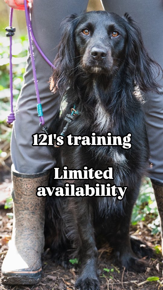 🚨🚨
Due to popular local demand… I’m now offering singular 1-2-1 dog training sessions 🐾
Not sure if training is right for you?
Don’t want to commit to a full package just yet?
This is your perfect starting point 👇
✔ No long-term commitment
✔ Tailored to you and your dog
✔ Real results,
Whether you're struggling with behaviour, obedience, or just want a better connection with your dog — I’ve got you covered.
📩 Drop me a message to book your session or ask any questions
Limited slots available!