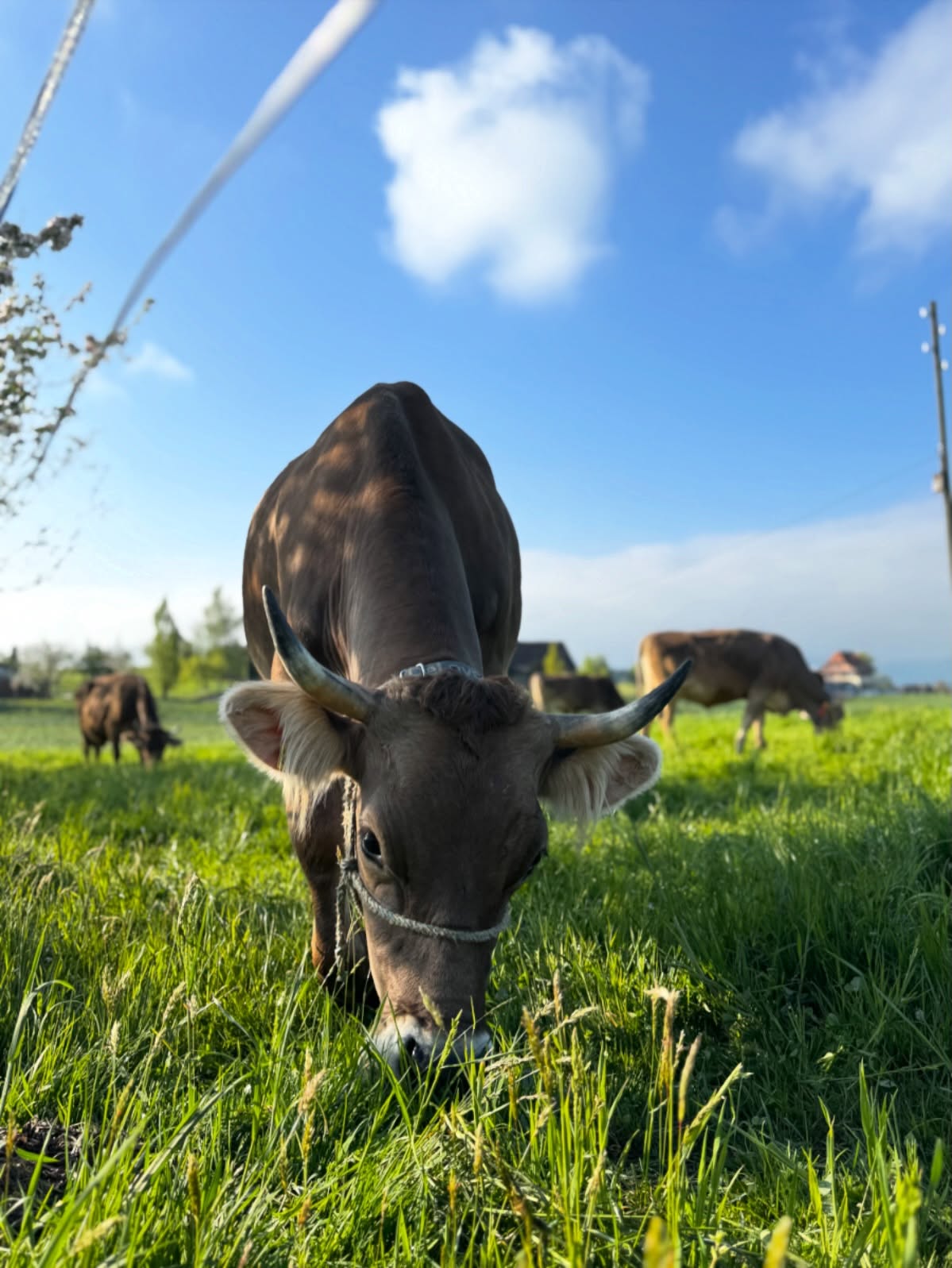 Was gibts schöneres also Kühe mit Hörnern auf der Weide?😊😍
.
.
#hornkühe #braunvieh #originalbraunvieh #weide