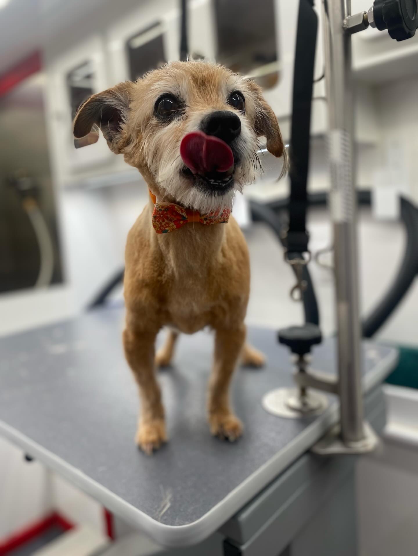 Petrie is Springtime ready!!!! This young man just turned 15!!!
Happy Belated Birthday buddy! 🎉🎂🎈🥰💜 #fyp #dog #hair #birthday #nails