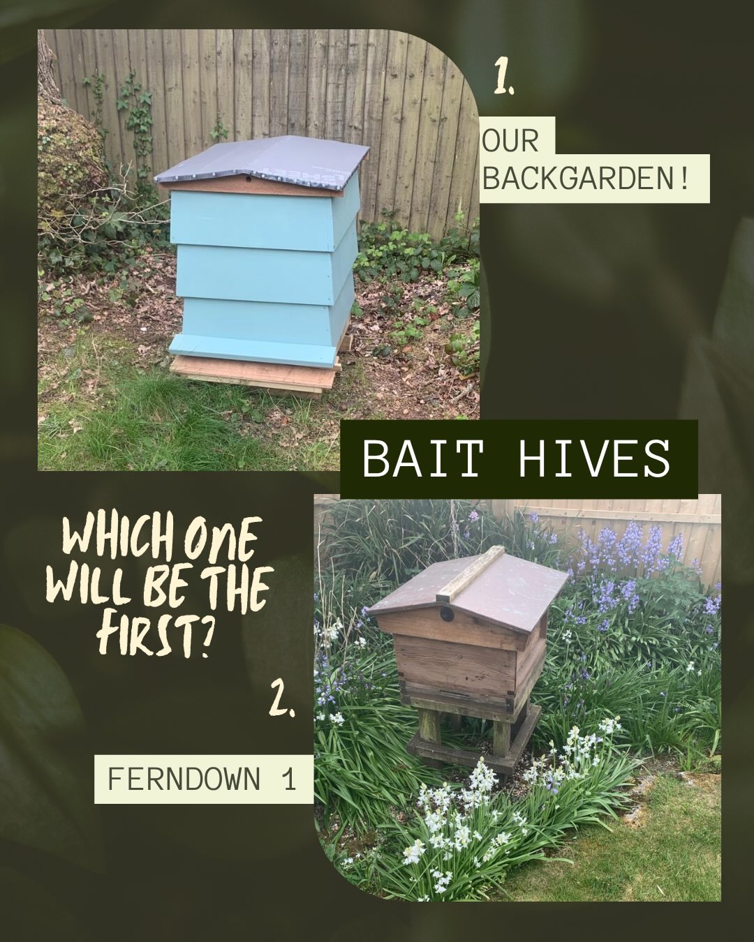 Swarm Season is Here! 🐝
We have placed out four bait hives in different locations where we have bees to encourage any passing swarms to settle safely into a hive rather than clustering on a tree or fence — where they may struggle to survive.
Each hive is ready and waiting… now it is just up to the bees to choose their new home!
👉 The fun part…
We are turning this into a little competition! Which of the four locations do you think will attract the first busy swarm?
Take a look through the photos and cast your vote in the comments — we will keep you updated on which hive gets lucky first!
#Beekeeping #SwarmSeason #SaveTheBees #BaitHive #naturewatch