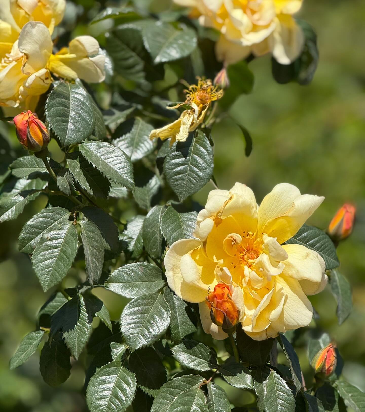 The beautiful Maigold is in bloom in the hedge here. Are any of your roses out yet?
#rose #rosegardening #rosegardens #roses