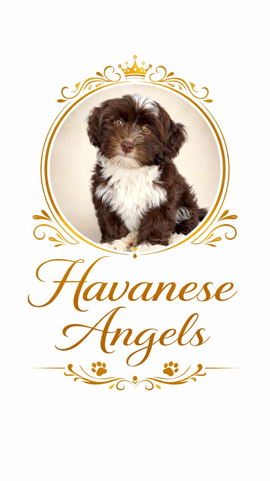 🍽️ Lunchtime at Havanese Angels 🍽️
Tiny paws, wagging tails, and the sweetest little faces enjoying their favorite time of day… 🥹💕
There’s just something about watching these precious babies eat that melts your heart instantly.
Raised with love, spoiled with care, and already living their best little lives ✨
This is what happiness looks like… one tiny bite at a time 🐾
Tell me… how many would you take home? 😍👇
#HavaneseAngels #HavanesePuppy #PuppyLove #LunchTimeCuties #havanesefood