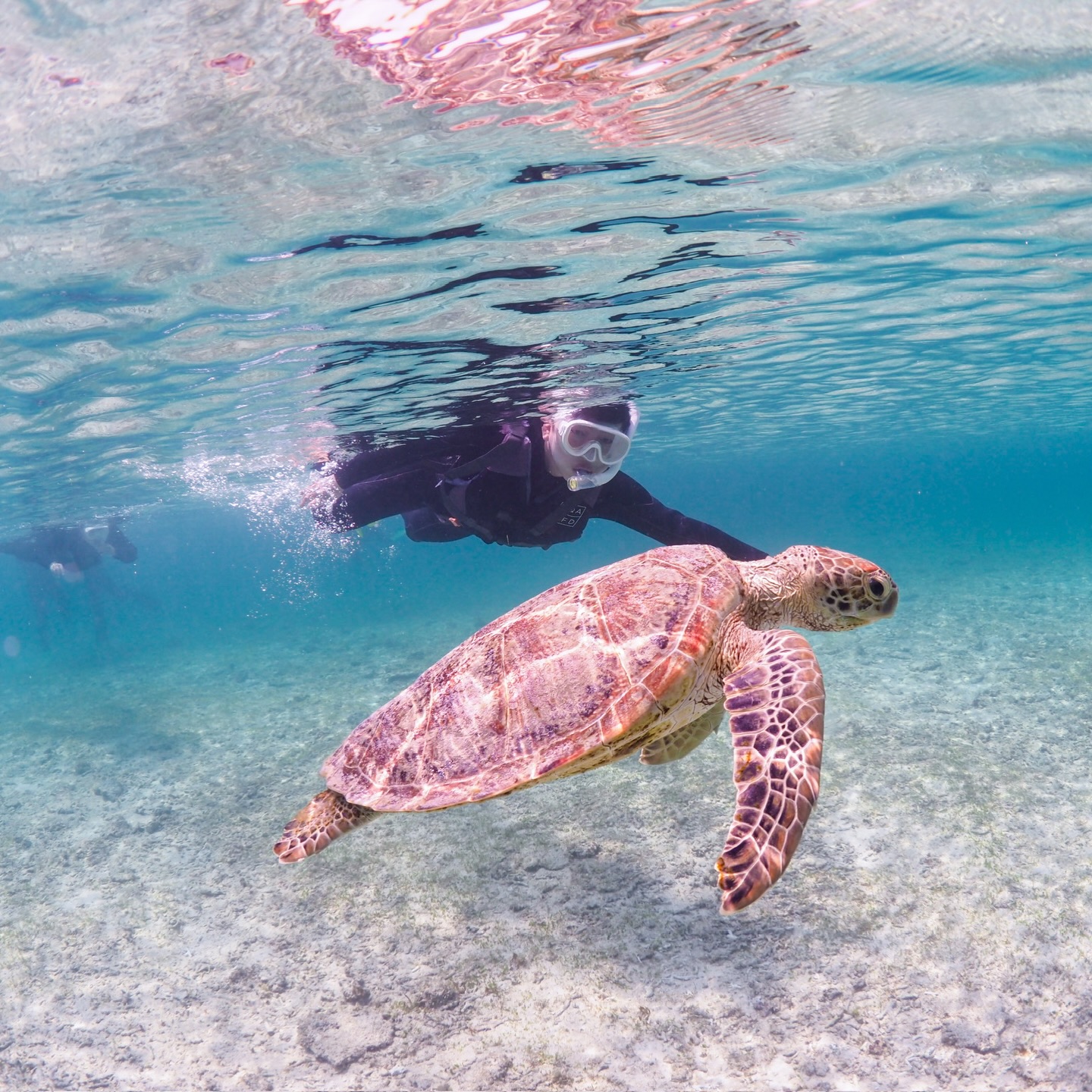 thank you🇰🇭✨
.
🌸💎🌸💎🌸💎🌸💎🌸
2026/3/16〜学割キャンペーンSTART✨
この機会にぜひお問い合わせお待ちしております🪸
.
期間▶︎2026/3/16〜4/30
料金▶︎全ツアー1,000円OFF
対象▶︎ツアー当日に学生であること。
ご予約の際に学生であることをお伝えください。
※団体の方は学生の人数分のみ割引となります。
🌸💎🌸💎🌸💎🌸💎🌸
.
🏝️海をもっと好きになれるツアー🏝️
🧜♂️メインガイド🧜♂️
@wallys_gallery
💎全ツアー1組貸切制💎
💎動画、写真データは全てプレゼント🎁💎
💎ロングフィン、器材全てレンタル無料🆓✨💎
💎初心者🔰でも大歓迎!ガイド歴10年以上💎
🫧━━━━ Skindiving ━━━━🫧
所要時間▶︎2時間
料金▶︎8,000円(1人参加の方は+2,500円)
🐚経験者の方はロングフィンの貸出も無料🆓
🐚スキルアップ重視の内容も可能👌
🫧━━━━ Schnorchel ━━━━🫧
所要時間▶︎2時間
料金▶︎6,500円〜(1人参加の方は+2,500円)
🐚泳げない方も安心してご参加下さい☺︎
🫧━━━ Skindiving license ━━━🫧
所要時間▶︎3.5時間
料金▶︎ 18,000円+ライセンス発行料5,500円
(1人参加の場合は+5,000円)
🐚条件クリアでPADIのライセンスカードが即日発行可能👌
🫧━━━━ Umi Photo ━━━━🫧
所要時間▶︎2時間
料金▶︎ 13,000円(1人参加の方は+2,500円)
🐚全撮影データ&レタッチ写真5枚プレゼント🎁
🐚衣装持ち込みなどご相談下さい🙆🏽♂️
【ご予約方法】
🐚InstagramのDM
🐚公式LINE 🆔▶︎ @ufj0961i (@から入力)
🐚リンク🔗のホームページ
ご予約状況はハイライトをご確認下さい。
【ぷくぷく】
2018年営業START🐠
全ツアービーチエントリー🏖️にて
エコ🌏&安心安全🦺をモットーに
ご案内しております。
海をもっと好きになれるツアー🐢✨
ご興味ある方はお問い合わせお待ちしております♨️
#宮古島
#宮古島スキンダイビング
#宮古島シュノーケル
#padiライセンス
#미야코지마