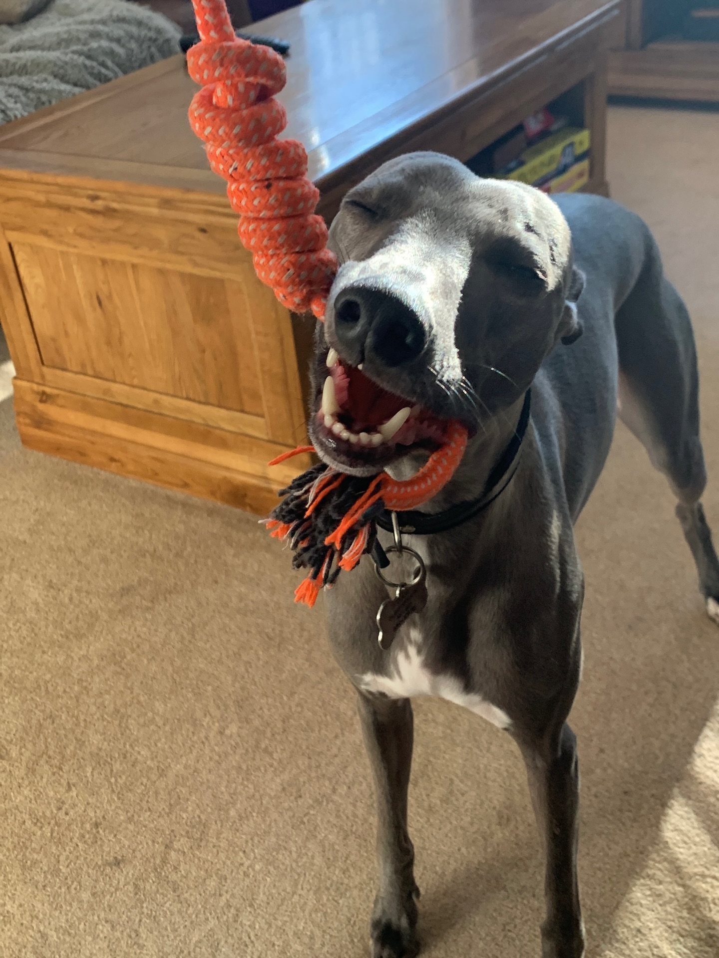 😇😇😇
#dogsofinstagram #doggo