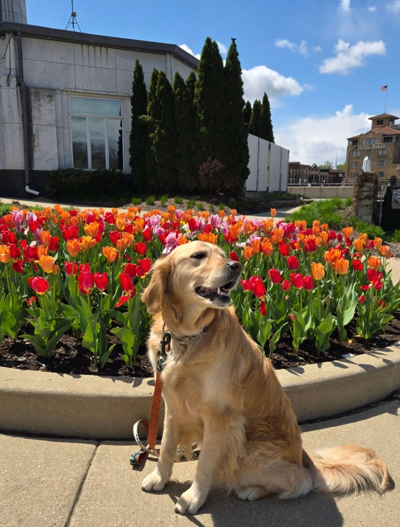 Spring has officially sprung in St. Charles, and we don’t want you to miss any local spring activities, events, and blooms! 🌷
Take a moment to stop and smell the roses (or tulips!), and then head to the link in our bio to explore spring to dos in STC 🔗
📸: @maxmcrs