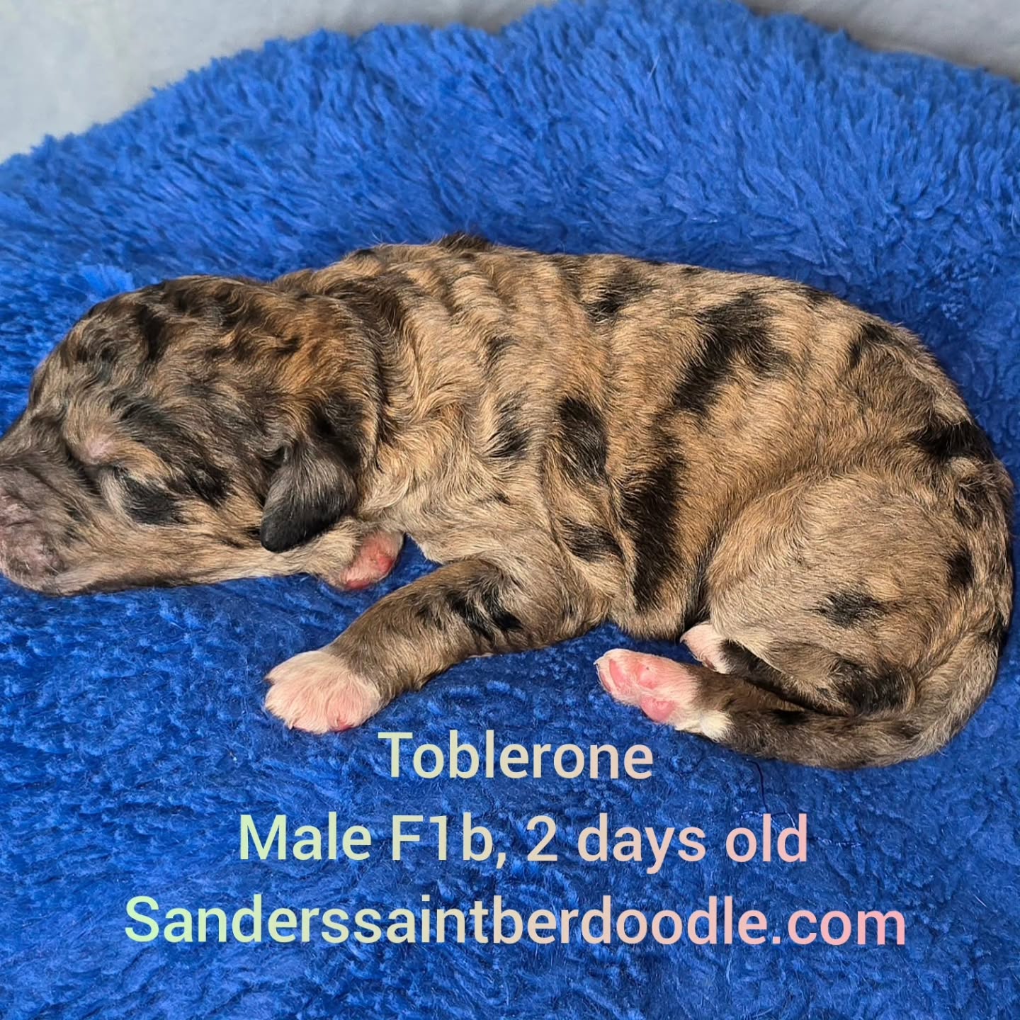 Available Toblerone
Male F1b, 2 days old
BW 1.6
#sanders_saint_berdoodle #saintbernard #stberdoodle #puppy #dogsofinstagram