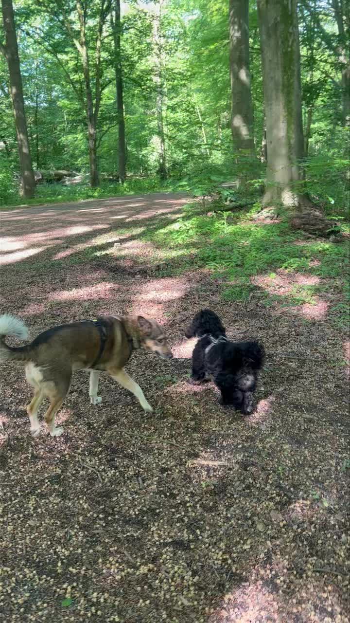 Gezellig rondjd bos met Lio, Dirk, Yara, Biggie, Willem, Charley en Kibo ๐พ๐ฅฐ
