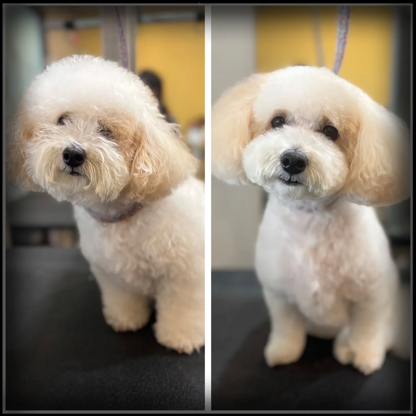 Sweet lil Buttercup..