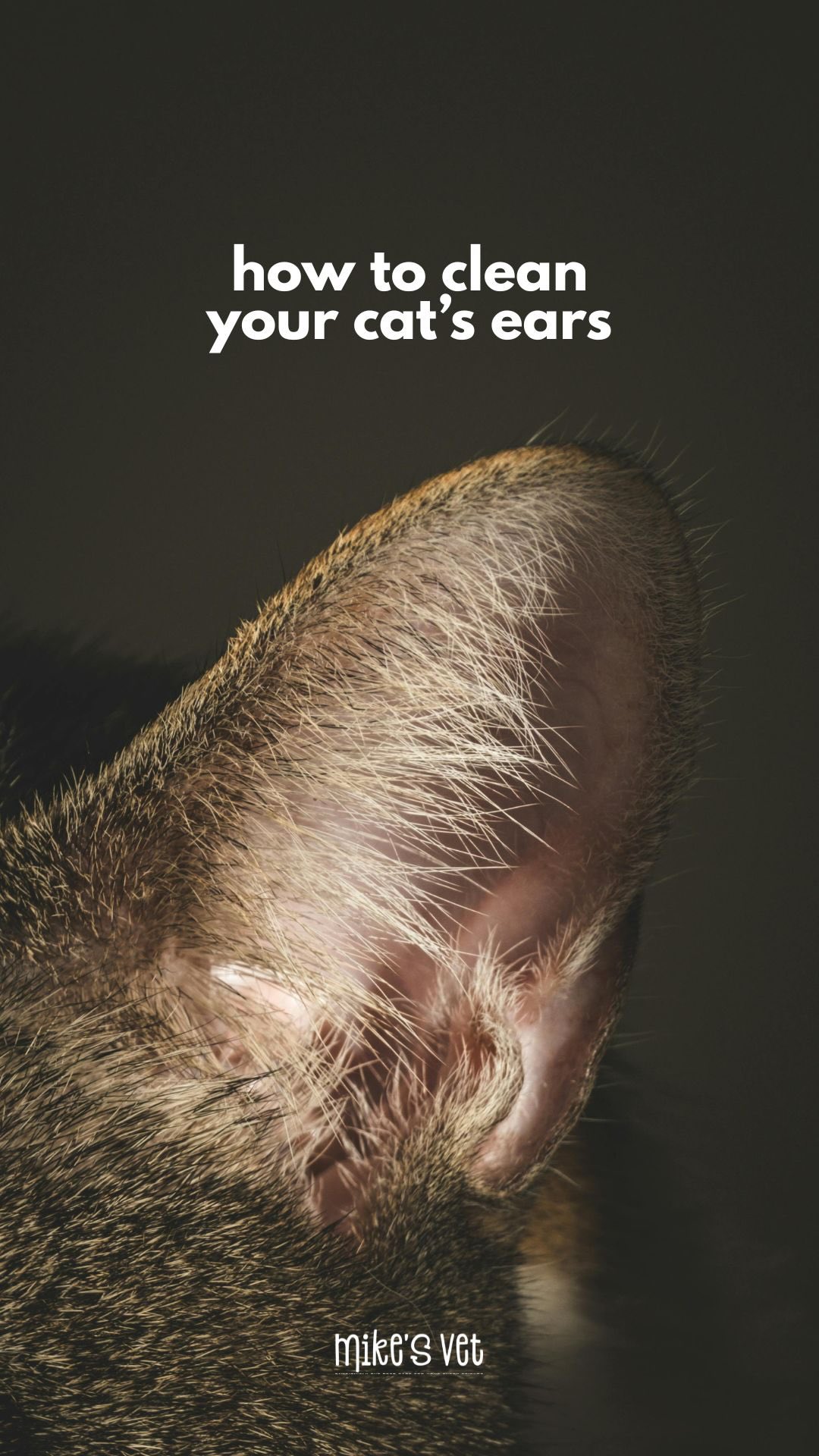 Last time Nilan showed you how to safely trim your cat’s nails, now you’ll learn how to safely clean their ears. 🐾
@mikesvetdxb
#catlife #felinehealth #catagram #catvideo #vetmedicine