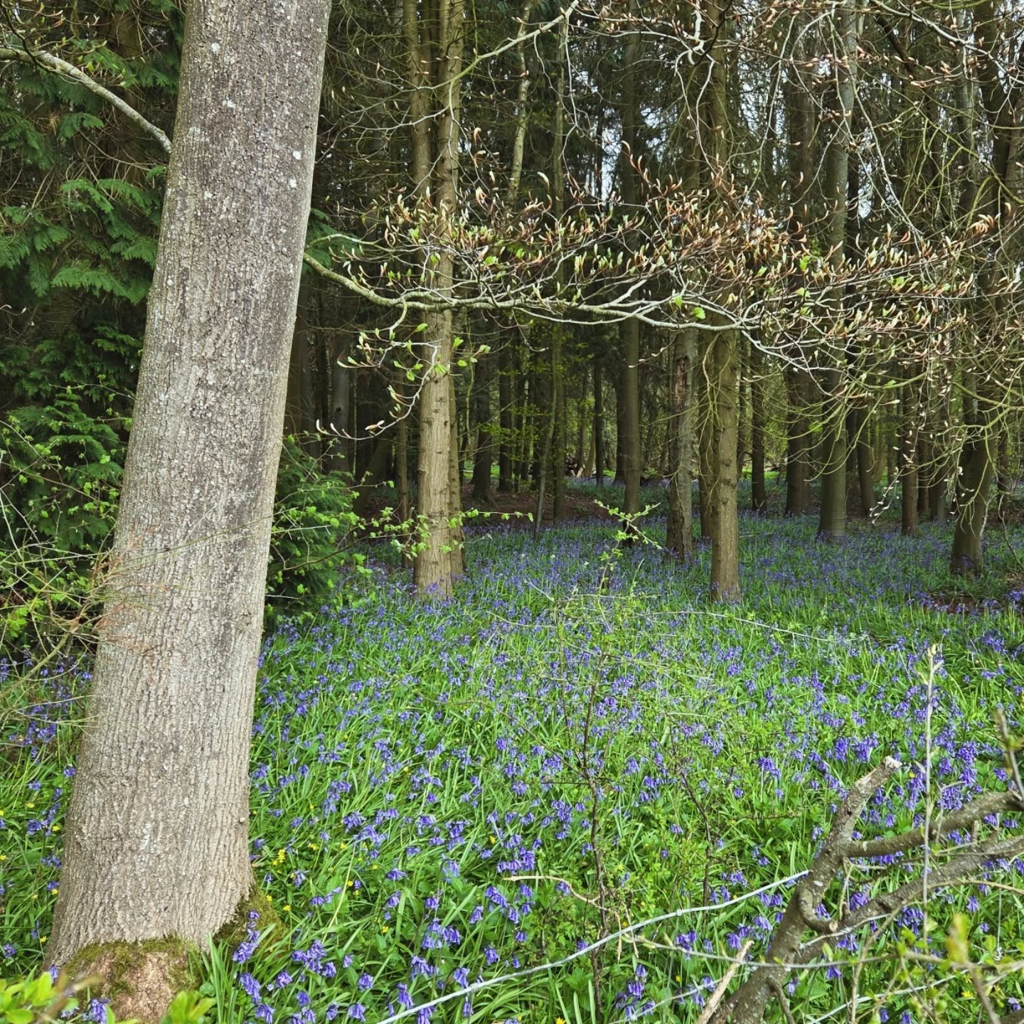Beauty of the #bluebells nature's own blue carpet 💙 #stufftoyouandme
