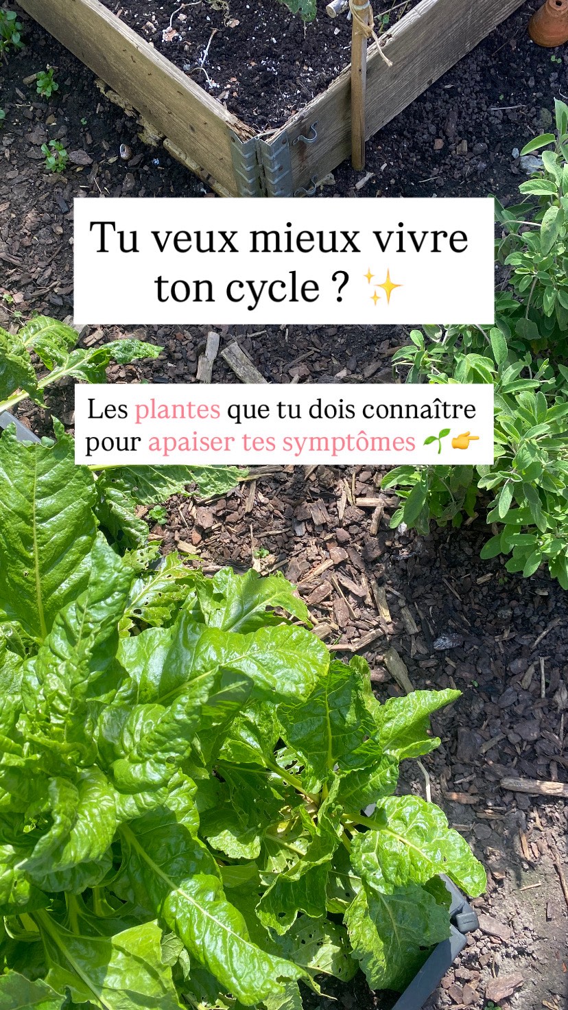 Les 3 autres indispensables que tu dois connaître 👇
🌱 L’alchémille
Elle est progesterone l’île. C’est LA plante pour calmer tes SPM et mieux vivre ta deuxième partie de cycle
🌱 Achillee Millefeuille
Antispasmodique et hémostatique, elle aide à soulager les douleurs de règles et limiter les flux abondants
🌱Ortie
Hyper rémineralisante ! Riche en fer, calcium, magnésium. C’est ton indispensable pendant les règles ✨
Abonne toi pour plus de conseils HappyHormones ✨
—-
Moi c’est Eugénie, j’aide les femmes qui souffrent de déséquilibres hormonaux à sortir de l’épuisement & apaiser leur symptomes et retrouver énergie, sérénité, confiance en soi.
👉 Je t’offre un bilan hormonal GRATUIT .
Commente « BILAN « et je t’envoie le lien ✨
—-
SOPK
Endométriose
Cycle féminin
Équilibre Hormonal
Santé Féminine