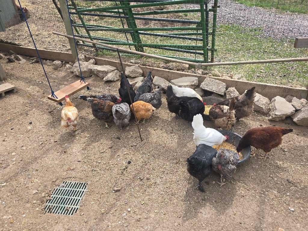 Winner, winner, chicken dinner (breakfast edition). ๐๐ฉต
#Woofhoofmew #farmsitting #evergreencolorado #conifercolorado #petsitting #conifercolorado