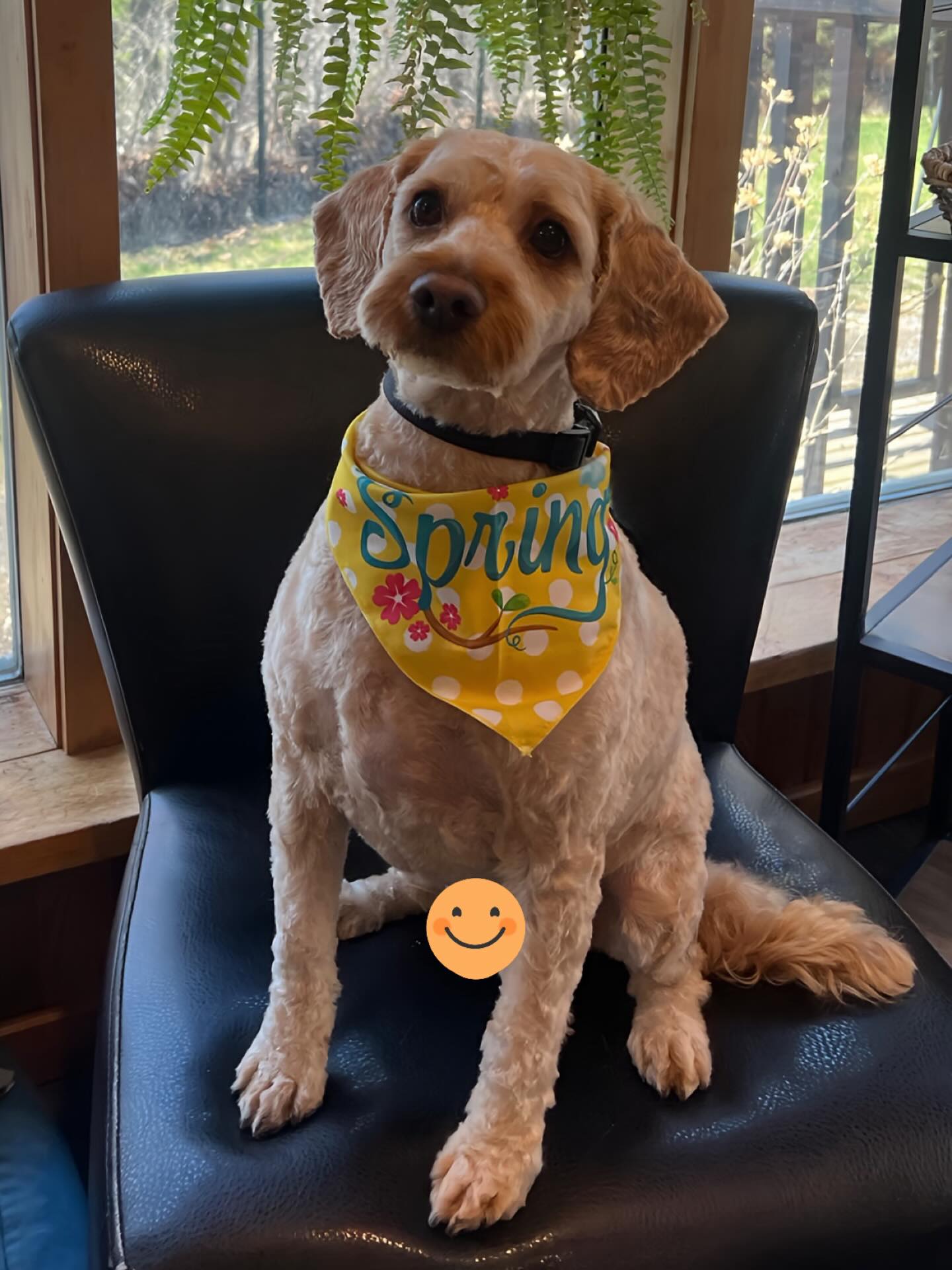 Say hello to spring 🌼
Book your pup in for a groom today by calling or texting us: 519 241-1552
#doggroom #doggroominglife #cambridgeontario #dogsofinstagram #doggroomerlife