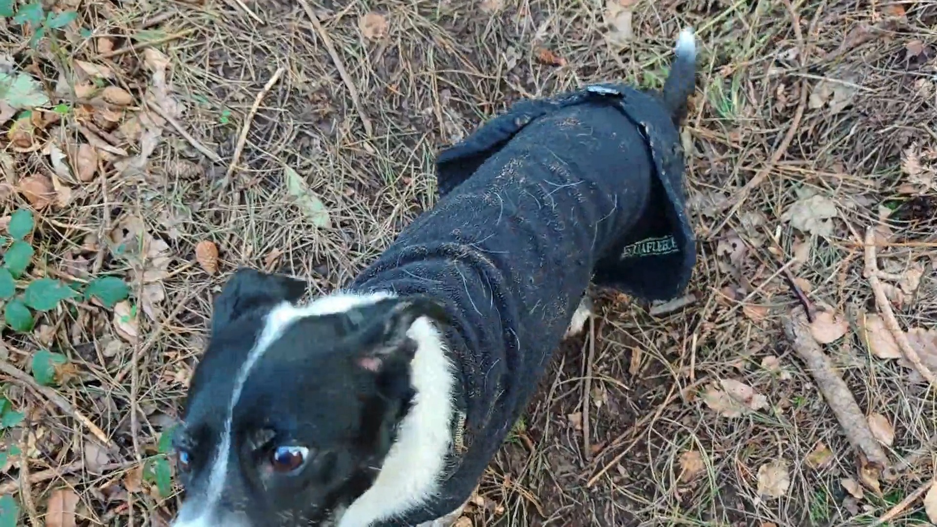 Recall drills, go go go!!
πΆ Structured freedom
π Builds engagement
π Develops our relationship
β Content dogs!
Ted, Buzz, Woody, Soka and Kevin