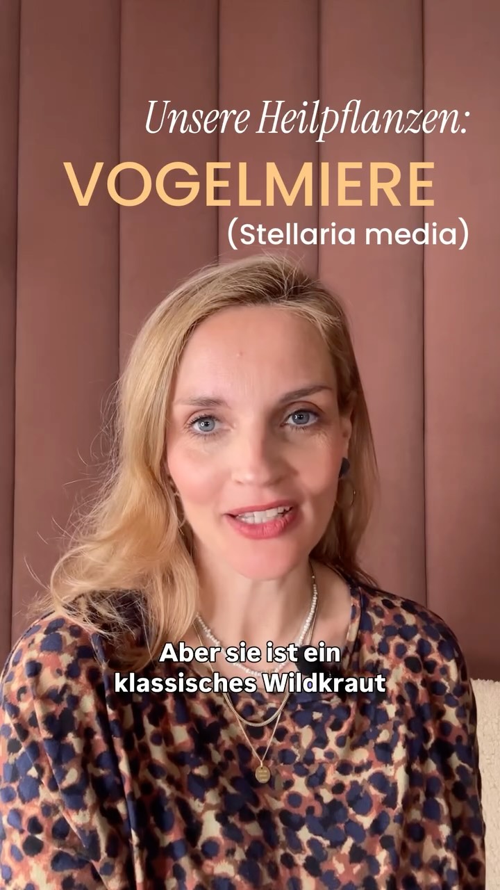Gegen unreine Haut ist ein (Un)kraut gewachsen 🧡
Ihr wisst ja, dass wir eigene, nach Mondphasen 🌙 geerntete Heilpflanzen als Auszüge und Hydrolate in unseren Produkten verwenden. Viele dieser Pflanzen, haben eine lange Tradition sowohl in der europäischen Pflanzenheilkunde als auch im Ayurveda.
Wir starten heute mit einem Kraut, dass bei Gärtnern zu Unrecht als Unkraut verpönt ist: Vogelmiere.
Die Vogelmiere (Stellaria media) ist ein klassisches Wildkraut der europäischen Volksmedizin. Sie enthält Flavonoide und Saponine und wird traditionell bei entzündlichen Hautproblemen, Ekzemen und schlecht heilenden Wunden verwendet. Ihr wird eine entzündungshemmende und antimikrobielle Wirkung zugeschrieben.
Ayurvedisch gedacht wirkt sie zusammenziehend und leicht. Eigenschaften, die helfen können, Kapha-Stagnation und Unreinheiten zu regulieren. Deshalb findet ihr im Elixir No. 03 für Kapha-Haut den wertvollen Ölauszug aus Vogelmiere. Von wegen Unkraut 😉
#naturkosmetik #ayurveda #ayurvedaskincare #handmade #skincare