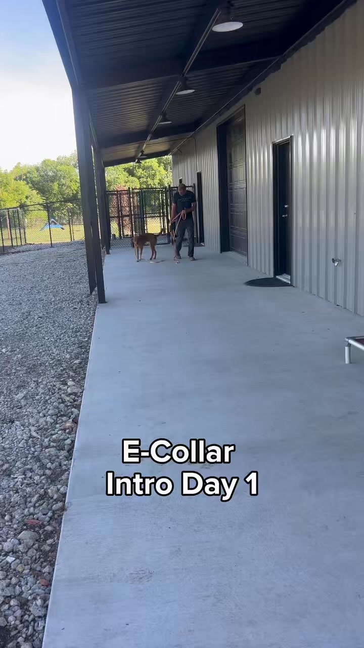 This is the first couple day of introducing the e-collar with him. He’s not very food motivated, so instead of relying on treats, we’re focusing on clear communication.
Right now he’s on a long line, so when he gets a little too far ahead, I’ll give the command ‘here.’If he doesn’t respond right away, I apply light leash pressure. At the same time, I’m layering in low level e-collar stimulation with the leash pressure.
So to him, it all feels like one clear message, not two separate corrections.The second he turns his head and commits to coming toward me, all that pressure turns off.
That’s what we’re teaching him, how to turn pressure off by making the right decision.
By this point, he already understands the word ‘here.’ He’s had a lot of reps on the long line, so this isn’t new. He understands the job, now we’re just making it reliable.