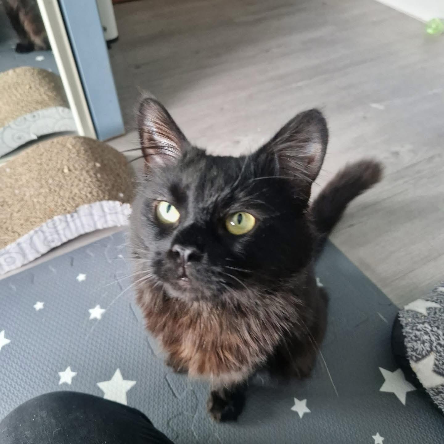 Little Bingo showing us the resilience of cats! 🐈⬛
This little sweetie has started his rehabilitation journey following referral from @lumbryparkvetspecialists.
Bingo has peripheral nerve damage and consequential muscle loss and as a Kitten he still has a long journey ahead. Despite this Bingo has been a little trooper and has engaged in his exercises and getting used to his treatments!
Bingo has been a lucky boy to have been looked after by @thecatwelfaregroup and now his new mums who will continue with his home plan! 🐈⬛ 🐾
Remember, cats aren’t just small dogs. Our physio plans are tailored to your cat and their individual needs. If you have any questions about physio for your cat, do pop us a message!