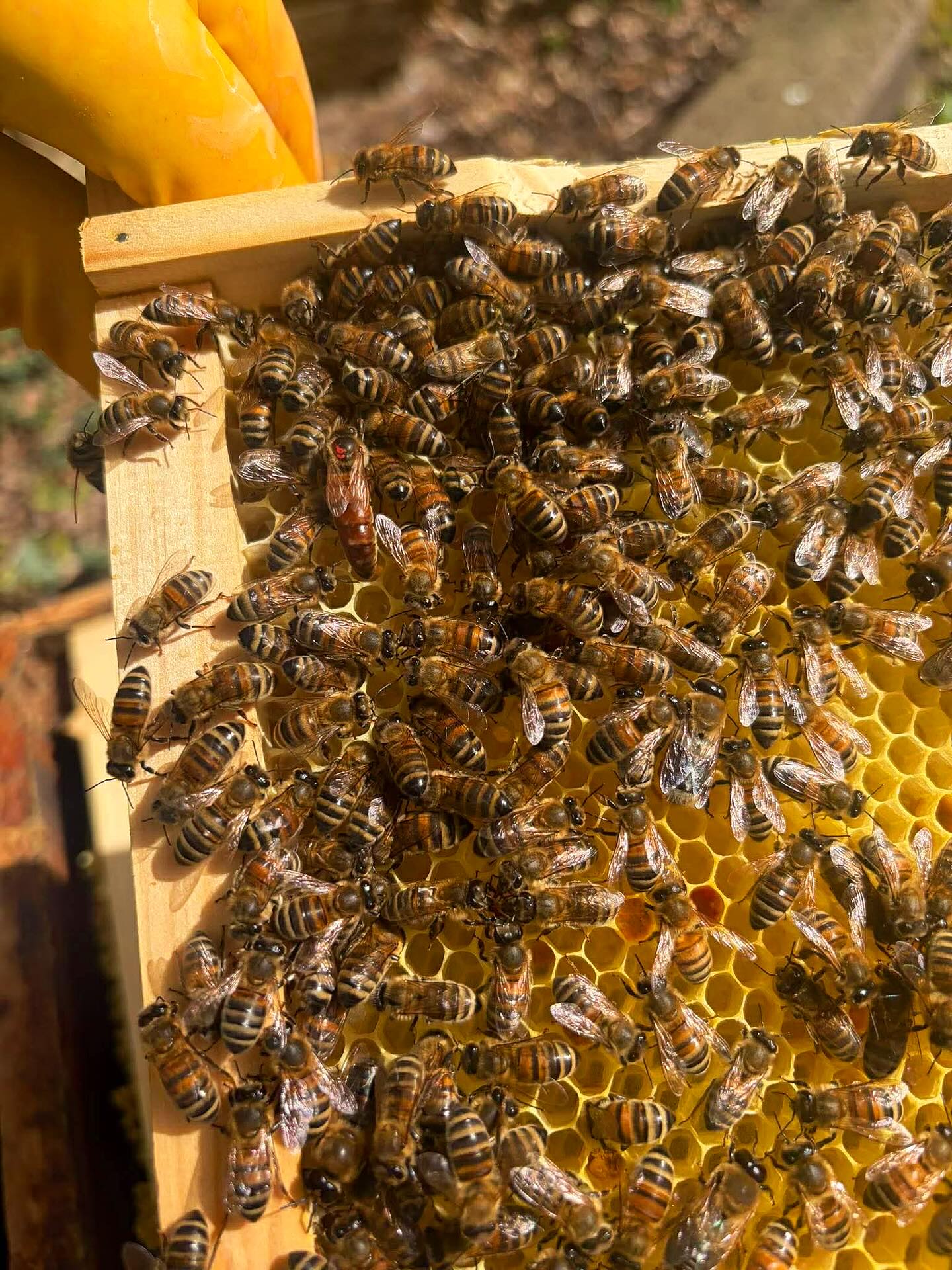 A closer look inside the hive 🐝
During our latest inspection, we spotted a queen cell — a sign the colony may be preparing to swarm. Queen cells are larger, peanut-shaped structures where a new queen is raised, usually when the hive is getting crowded or conditions are right to expand.
Regular inspections help us spot these early, allowing us to manage the colony, prevent swarming, and keep the hive healthy and productive…the bees always keep us on our toes!
#BeekeepingBasics #QueenCell #HiveInspection #BeeEducation #BeekeepingLife