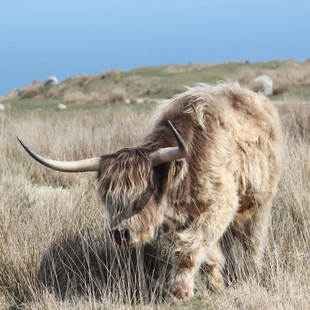 A beastie on Lundy.
#islandwildlife #guidedwildlifewalks #Lundy #highlandcattle #wildlifephotography