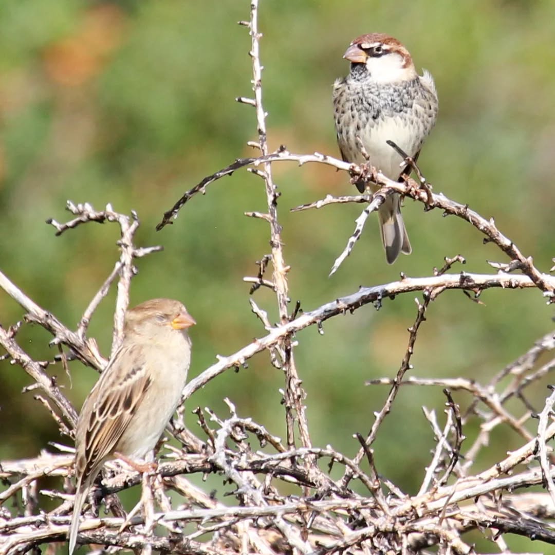 Spanish sparrows at Katelios, Kefalonia.
#islandwildlife #kefaloniawildlife #greekwildlife #guidedwildlifewalks #birdlovers