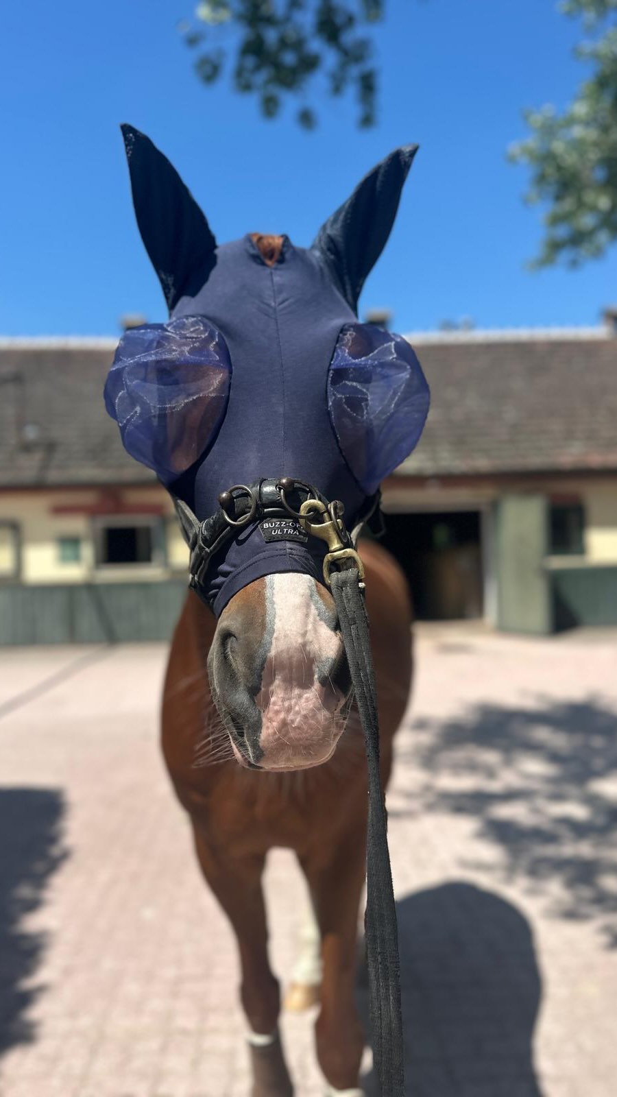 👀 Wie sieht die Welt durch eine Fliegenmaske aus? Wir haben es getestet 😁
@bucas__official
#fliegenmaske #buzz-off #pferd #pony #koppel