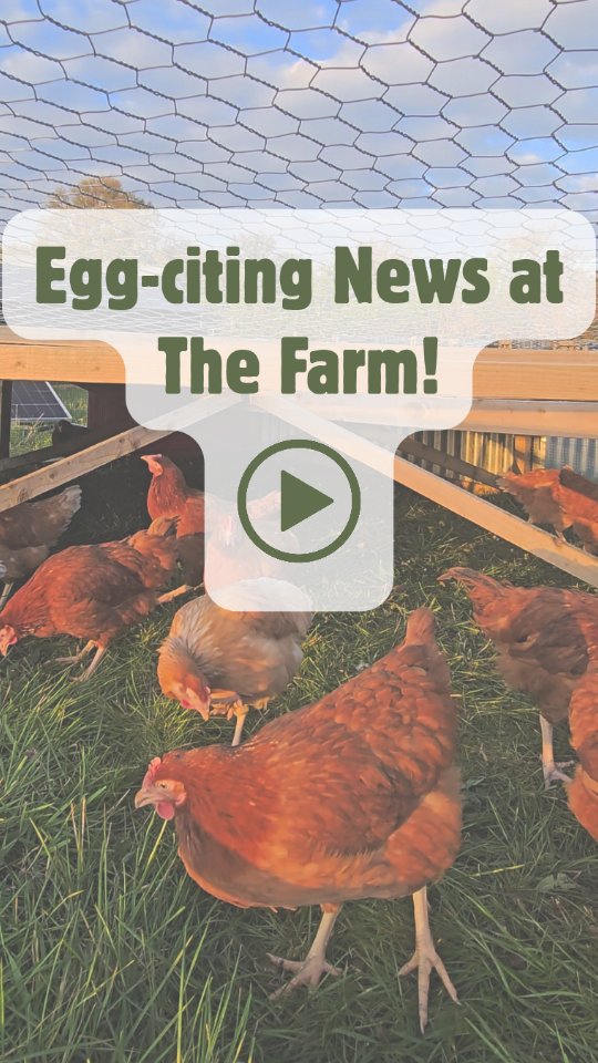 An egg-citing new addition to the farm! ๐ฅ๐
Pasture Raised Eggs coming soon...!
#pasturerasiedeggs #OrganicFarming #SupportLocalFarms #organiceggs #pastureraisedchicken