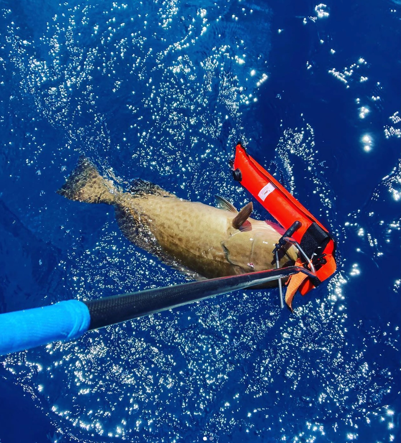 GOOD NEWS!🚨 Grouper season is right around the corner 🤩 Keep your crew safe from 🦈 and float those catches! 🔗 Link in bio to shop #GoToothless
#FloatYourFish #GrouperSeason