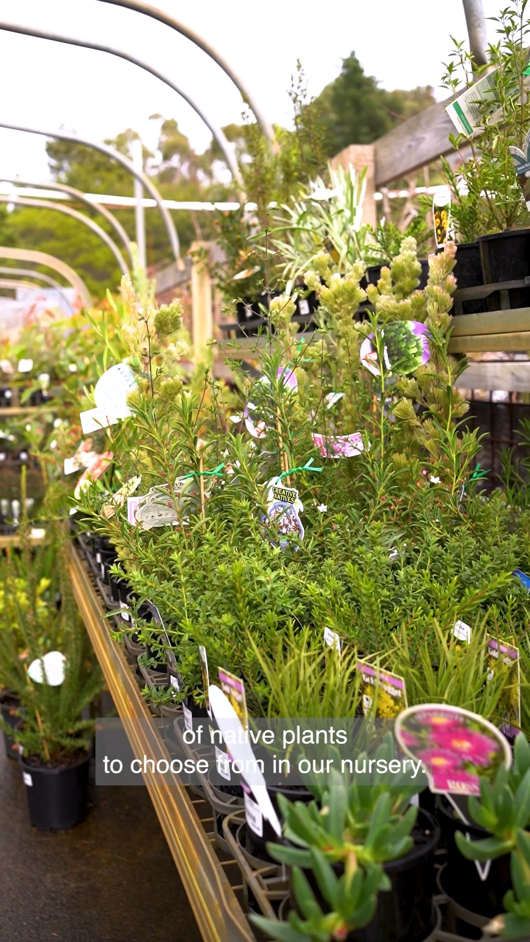 All things Native! 🦘 If you're passionate about creating an Australiana garden vibe, you absolutely must explore our vast range of native plant varietals. We offer an extensive selection, from ground cover and shrubs to trees and screening plants.
#macedonnursery #macedongardensupplies #nurseryplants #macedonrangesgardens