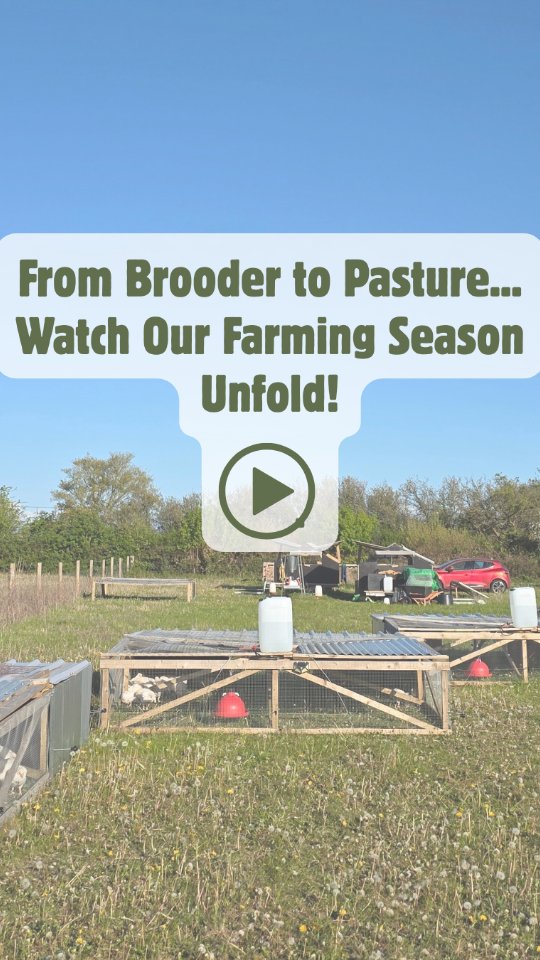 The 2026 farming season is officially underway! ๐ฟ
Wondering why you've not seen pasture raised chickens all year?
We only raise our birds from spring to autumn so they grow on the richest, freshest pastures.
Three weeks in, our first chicks are now beginning their pastureโraised journey ๐ค
๐ฅ Watch a small update from us as we kick start the season.
Drop us any questions below in the comments โฌ๏ธ
#pastureraisedchicken #OrganicFarming #pastureraisedpoultry #RegenerativeFarming #OrganicChicken