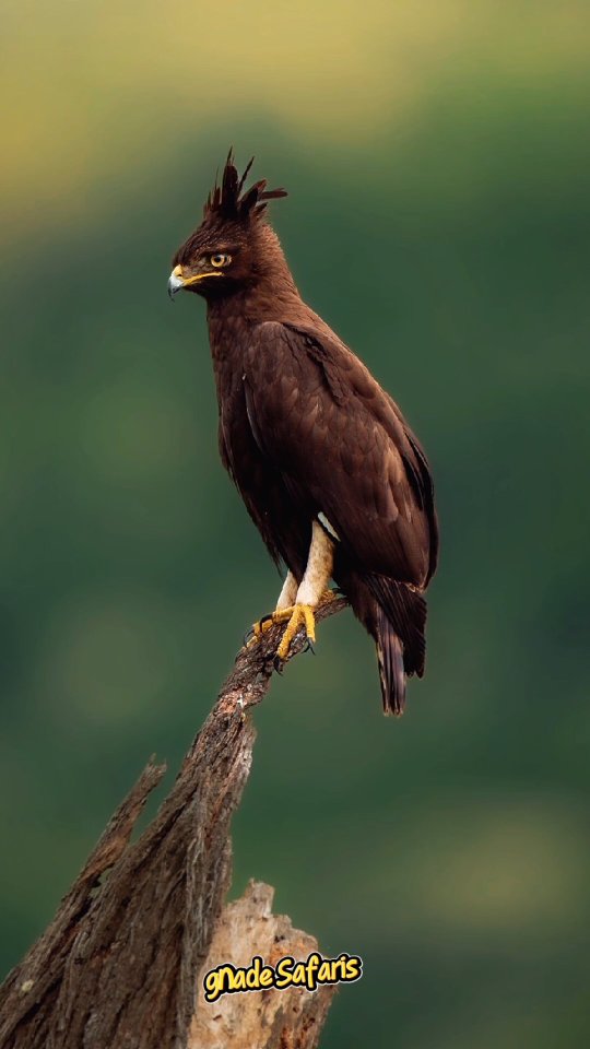 🪶 Bird lovers, this one is for you!
Different birds spotted in the wild of Tanzania — can you name even one? 👀
👇 Drop the bird name you know in the comments!
📧 info@gnadesafaris.com
📱 WhatsApp +255793832959
#TanzaniaSafari #WildlifeQuiz #NatureLovers #AfricanBirds #GnadeSafaris 🐦🌿📸