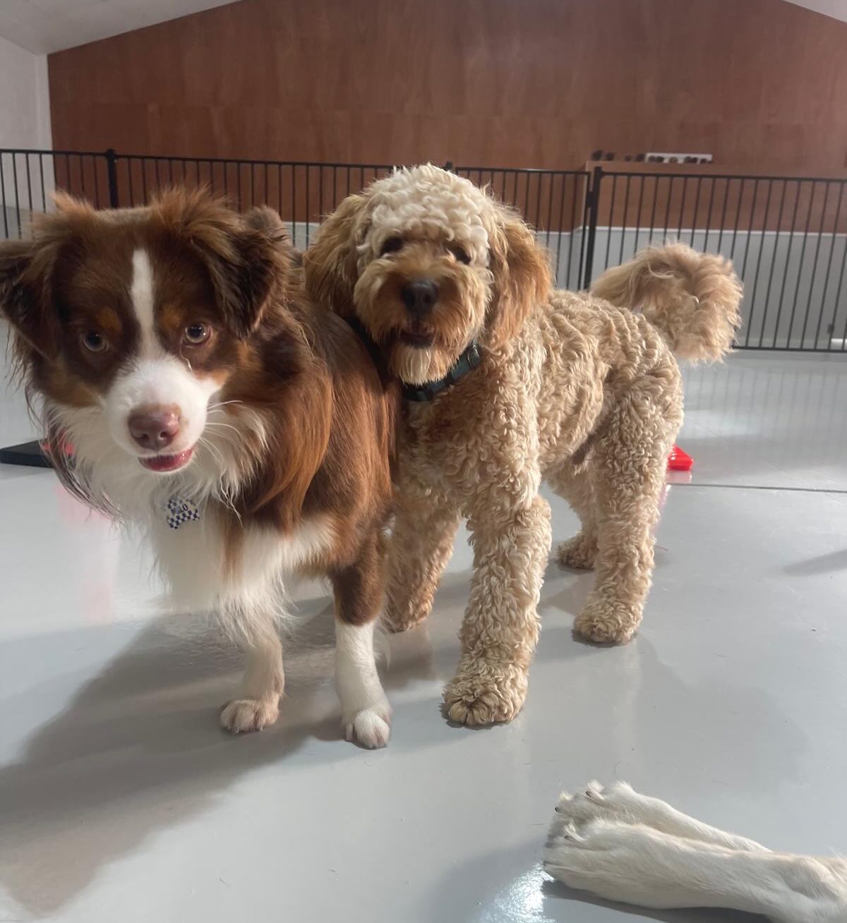 Monday fun 🥰🐾🐶💛
.
.
.
.
.
.
#dogsofauckland #doggydaycare #doggos #doggydaycarefun #wooflandnz #northshorepups