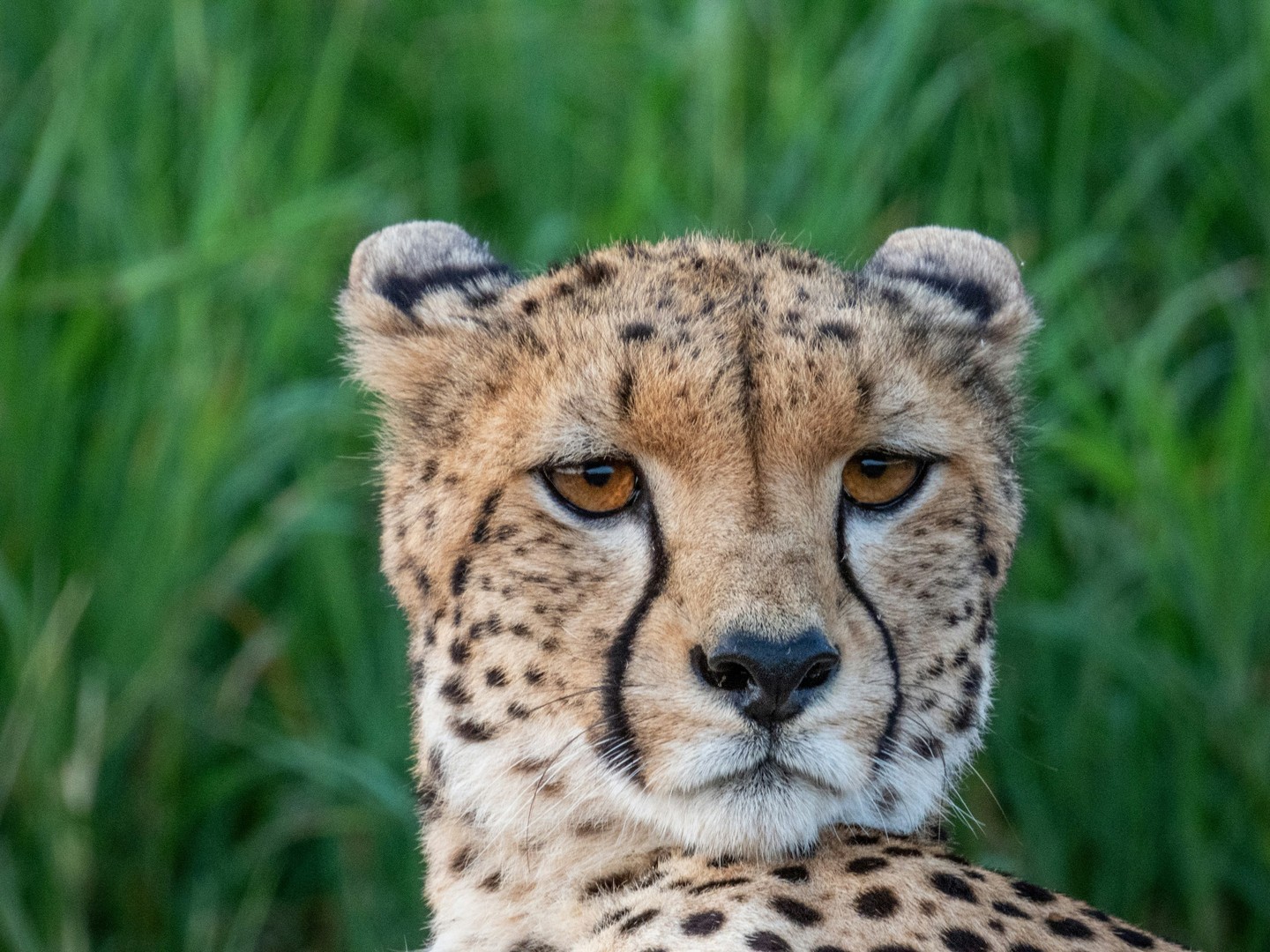 Did you know that cheetahs actually prefer scrubland over open savannah? Their extraordinary agility allows them to outmanoeuvre prey through dense bush, making it their ideal hunting ground. It's competition from larger predators - lions and leopards - that pushes them out into the open grasslands where we most often see them.
So the landscape we associate most with cheetahs isn't their first choice, it's their compromise. At Loisaba Conservancy, our mosaic of habitats gives cheetahs the freedom to use the terrain they naturally thrive in, not just the space left over by bigger cats.
Photo © Drew Miller
#LandConnectedLifeProtected #Loisaba #LoisabaConservancy #Cheetah #DidYouKnow #WildlifeFacts #Conservation #Kenya #BigCats