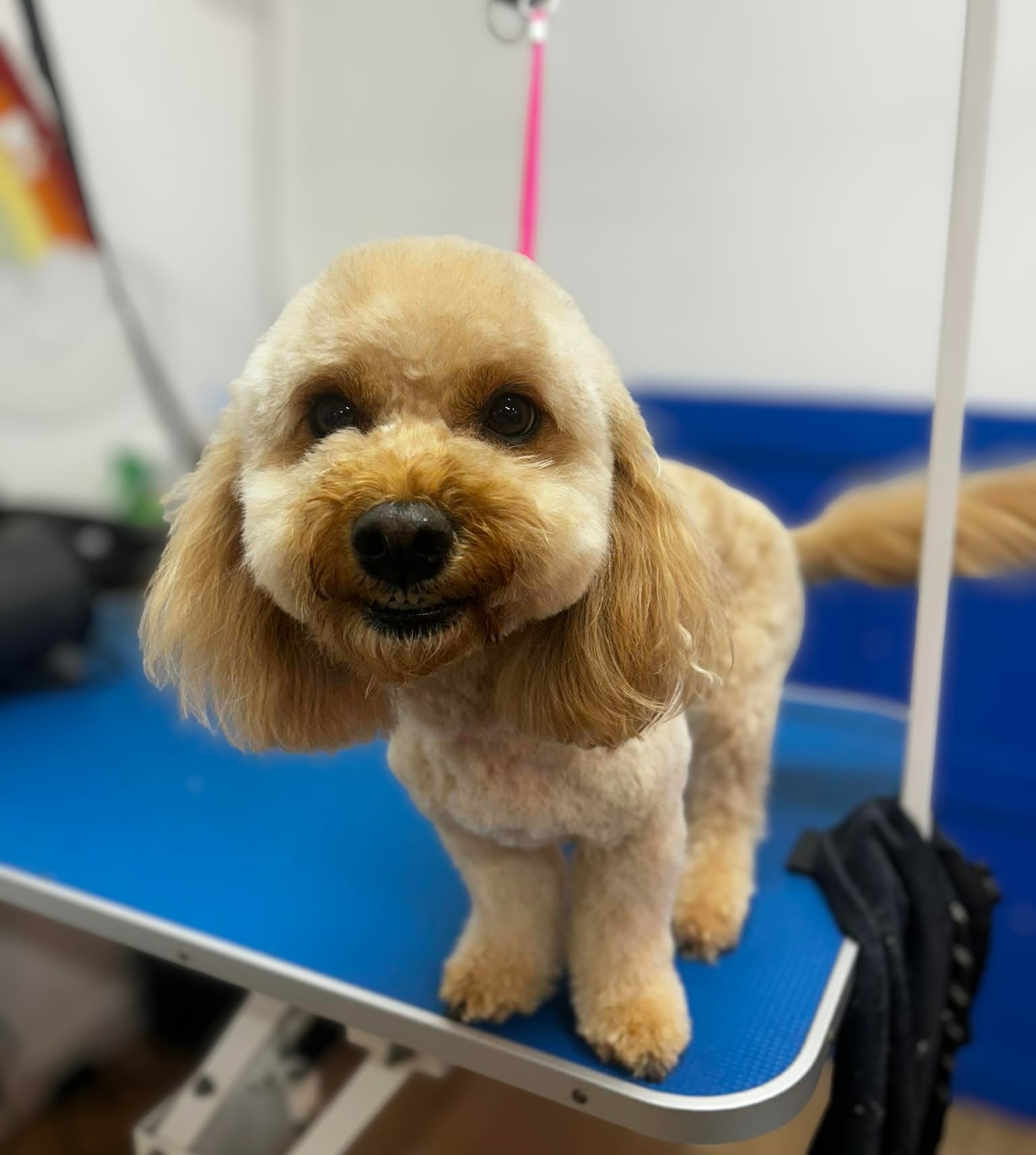 It’s all smiles from Bella...mostly 😁 Honestly this girly has come so far and we couldn’t be more proud of her. 🌟💛
✂️ Groomer credit: Abbie
📞 01582 353603