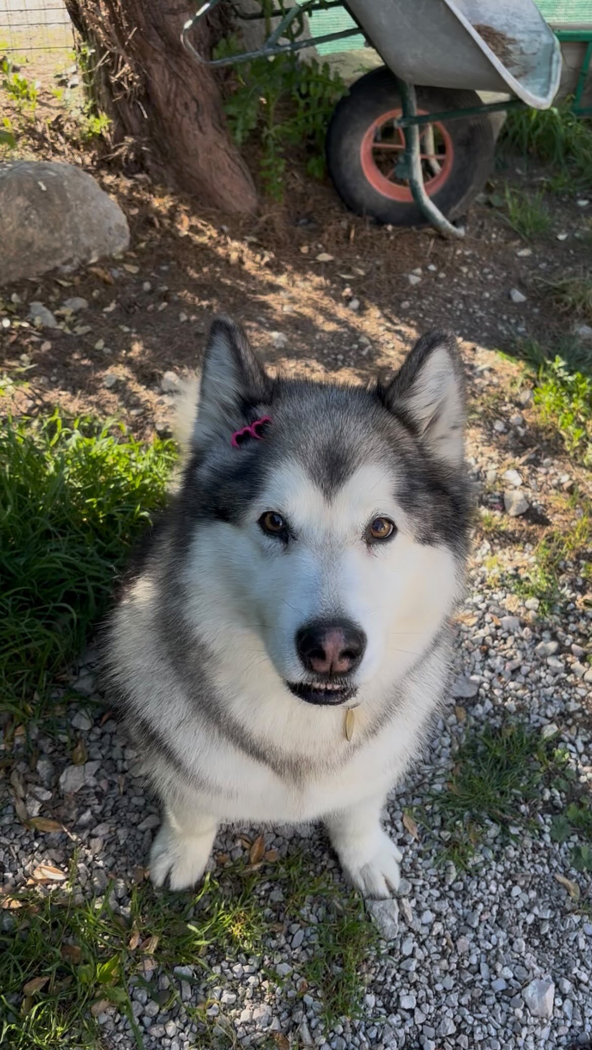 Gros debourage d’une magnifique malamute ! #grooming #malamute