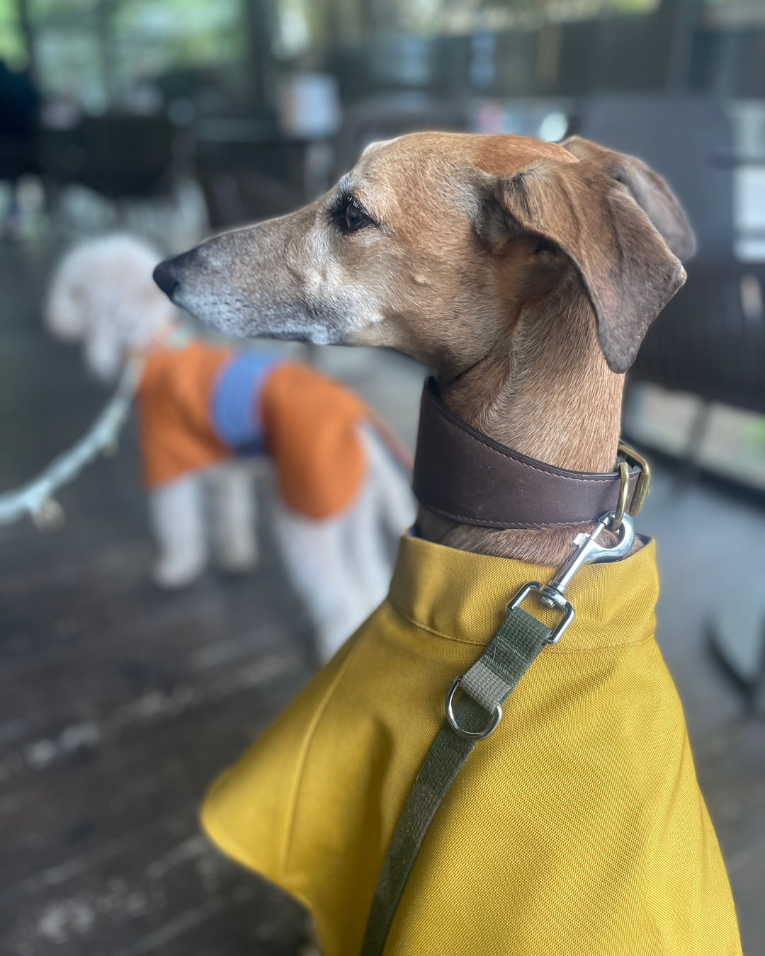 Pioggia? Nessun problema! Il tuo cane sfoggia stile con Rain Couture!