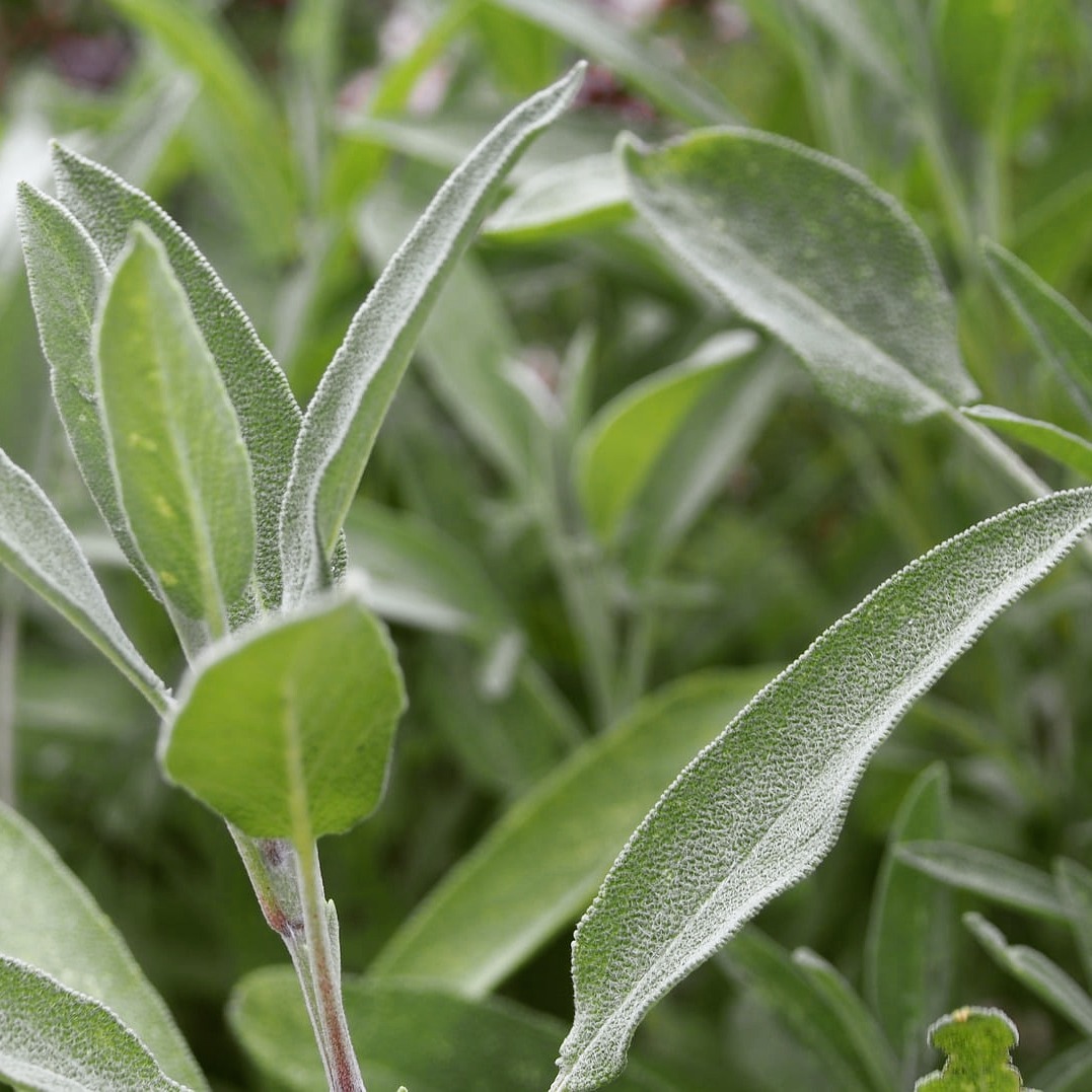 הערב מתחיל מחזור מס' 3 של תכנית 'מרווה' את דרכו בחווה שלנו 🌿🌿🌿
תוכנית 'מרווה' בשיתוף עם עמותת 'המעגל', מזמינה בנות זוג של בוגרי תוכניות השיקום בחווה ובנות זוג המתמודדות עם בני זוג עם פוסט טראומה למרחב שיתוף, למידה וצמיחה והקניית כלים ותובנות שיסייעו בהתמודדות עם אתגרי השגרה. מחכים לכן בשמחה,
ברוכות הבאות ❤️