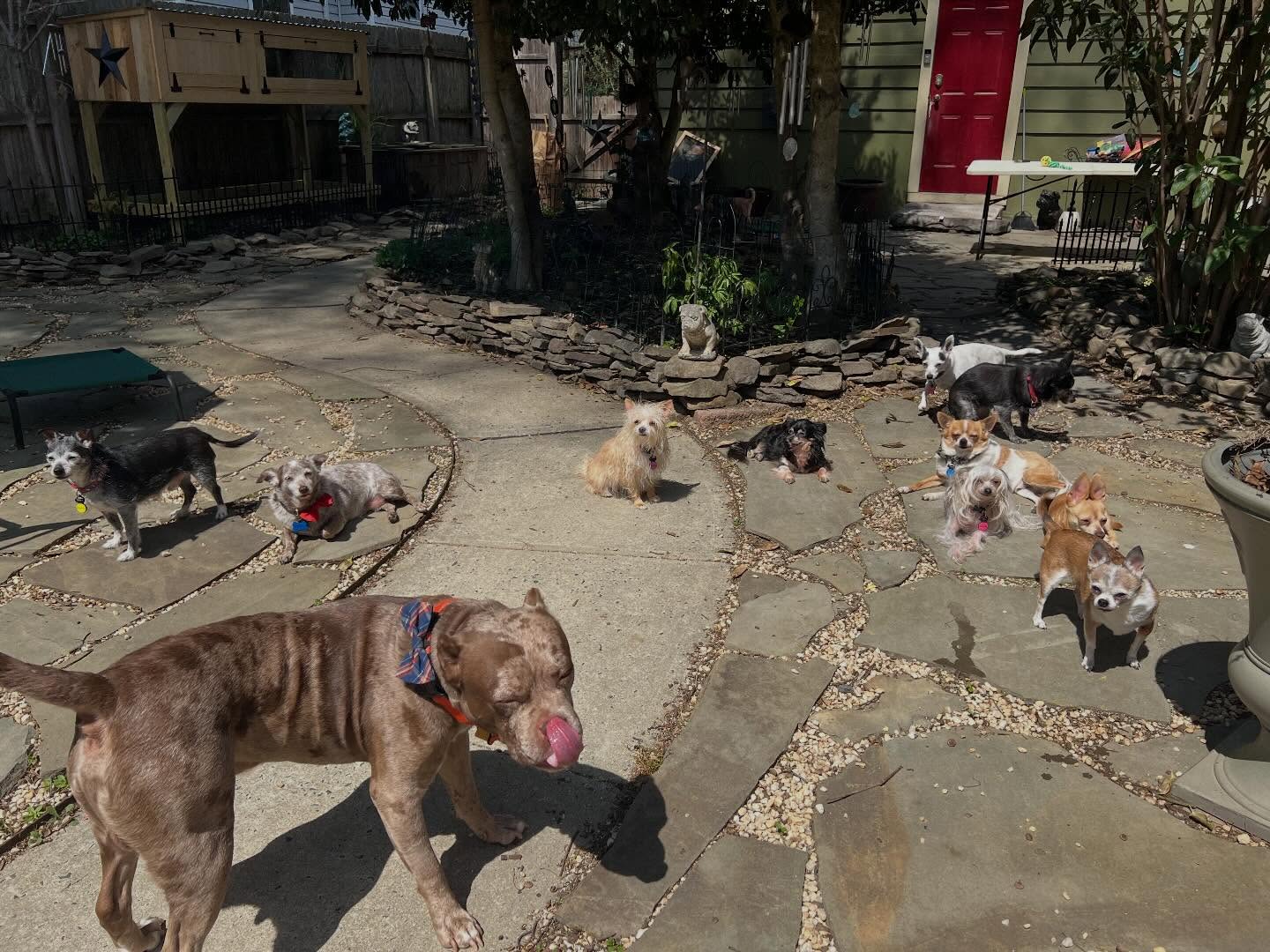 Sunbathing 🌞 ❤️ #sunnyday #seniordogs #seniordogrescue #seniordogsanctuary #grateful