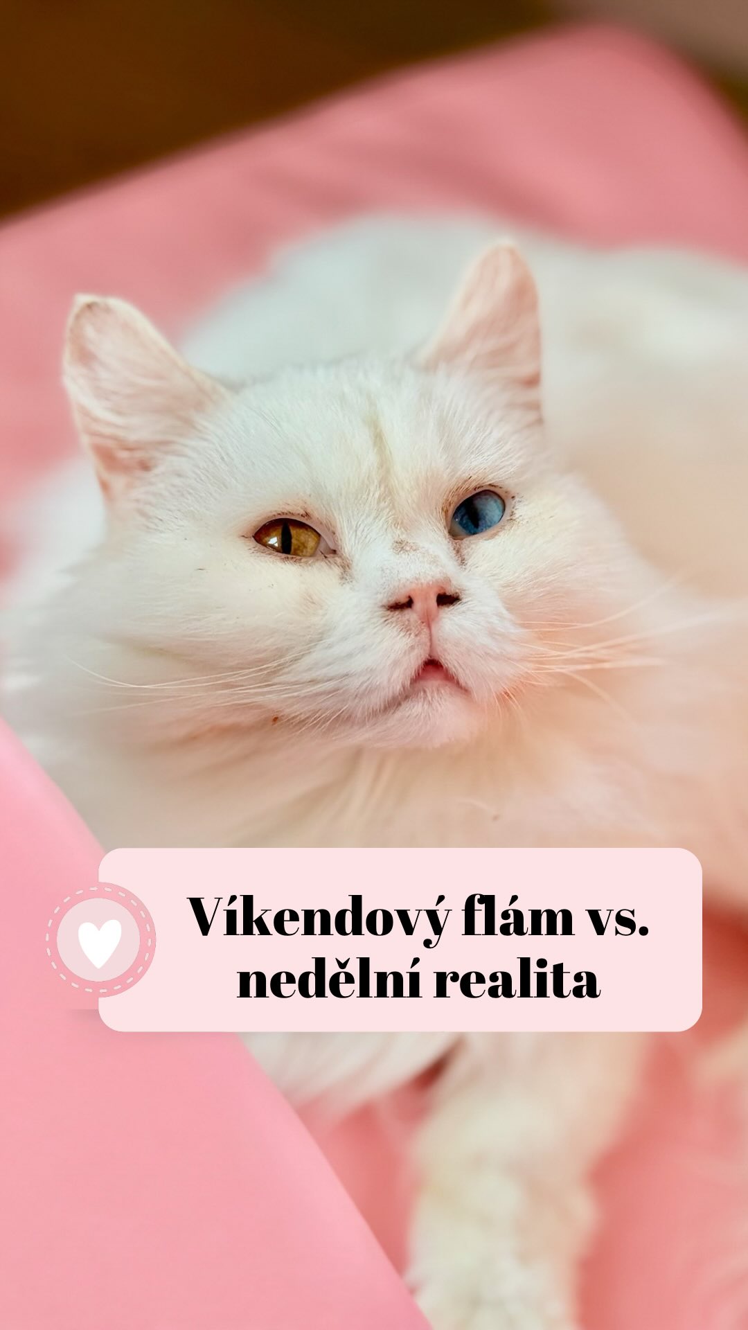 Tak co, doplňujete dneska tekutiny po prohýřeném víkendu, nebo si dáváte skleničku na kuráž, aby se to pondělí dalo vůbec přežít? 🤔🥂
Náš Roger v tom má jasno. Ten se rozhodně vzpamatovává. Sice ani on sám netuší z čeho🙈 (když uvážíme, že jeho největší víkendový adrenalin byl přesun z gauče do pelíšku), ale tu regeneraci bere smrtelně vážně. 💅
Upřímně? Máme se od něj co učit. Taky už tu kuráž na zítřek pomalu ladím 🍷, i když k takové eleganci mám zatím daleko. 😂
👇 Jak to máte vy? Recovery mód, nebo sklenička na nervy? Dejte vědět v komentářích, ať v tom s Rogerem nejsme sami! 👇🐈⬛
Terka ze Šklíby 🐾