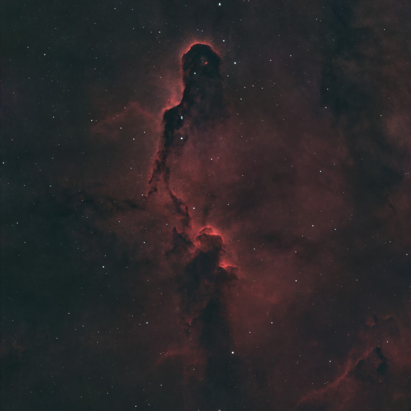 IC 1396 / 1396A Elephant's Trunk captured on Saturday night #astrophotography