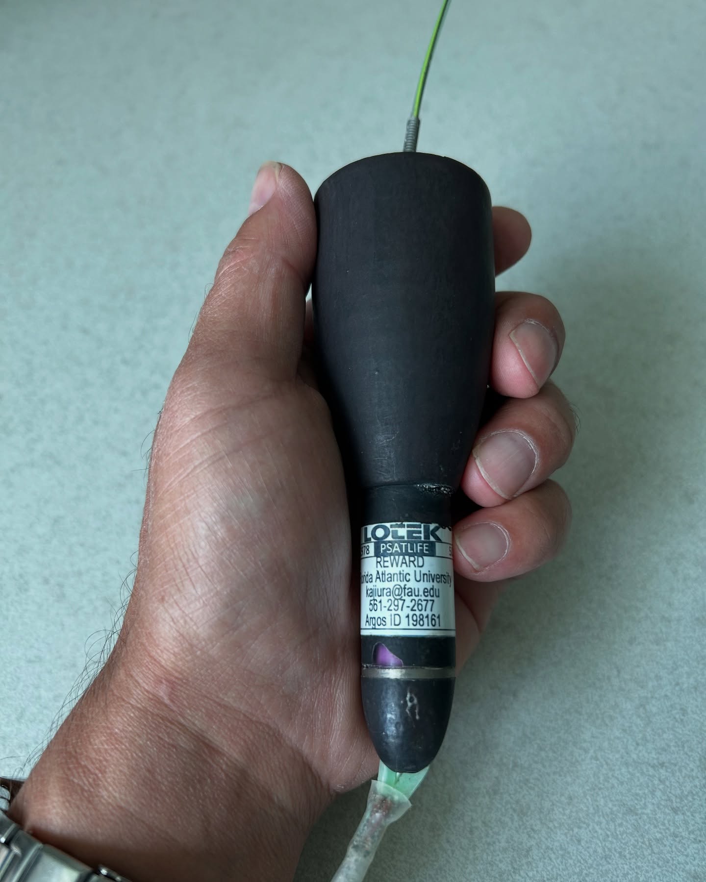 Very excited to receive a #satellite #transmitter that washed up on the #beach! These tags stay on the #shark for an extended period and record #environmental #data such as #water #temperature and #depth. At a predetermined time the #tag pops off the shark, #floats to the surface and transmits a summary of those data to satellites which relay the information to us. If we are lucky the tag itself is retrieved so we can #download the full high resolution #dataset. Very #grateful to the @cocoabeach resident who returned the tag to us. Looking forward to extracting all the data to see what the #blacktip shark was up to during the #sharkmigration. @fauscience @lotektelemetry @colganfoundation #marinebiology #telemetry #tagging #migration