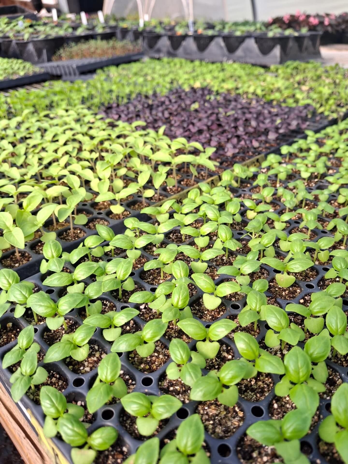 Transplanting herbs, including five varieties of basil! Even as seedlings, they smell so good it makes you hungry π±ππ