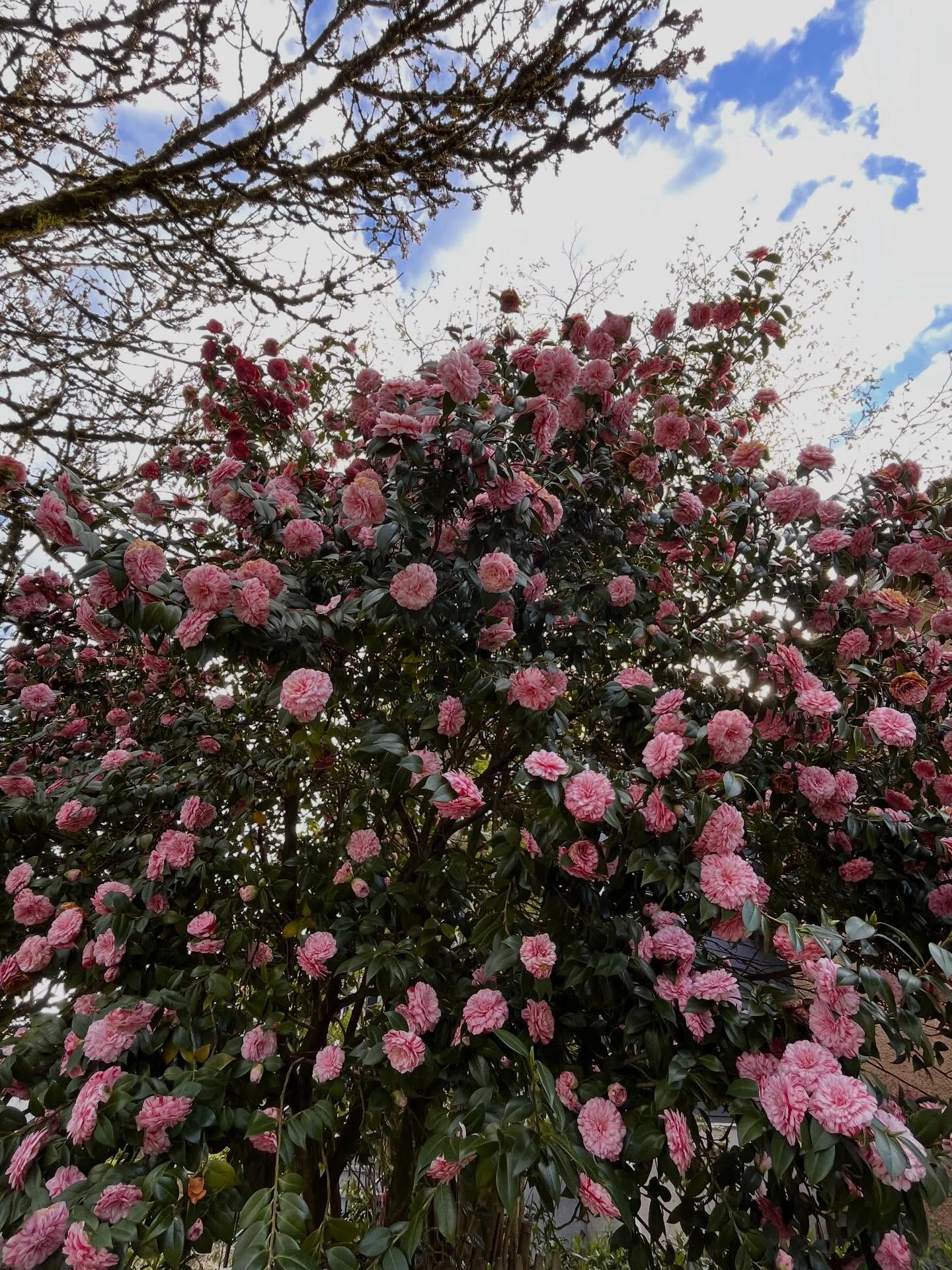 I love #spring when the camellia tree in our front yard is in full bloom.